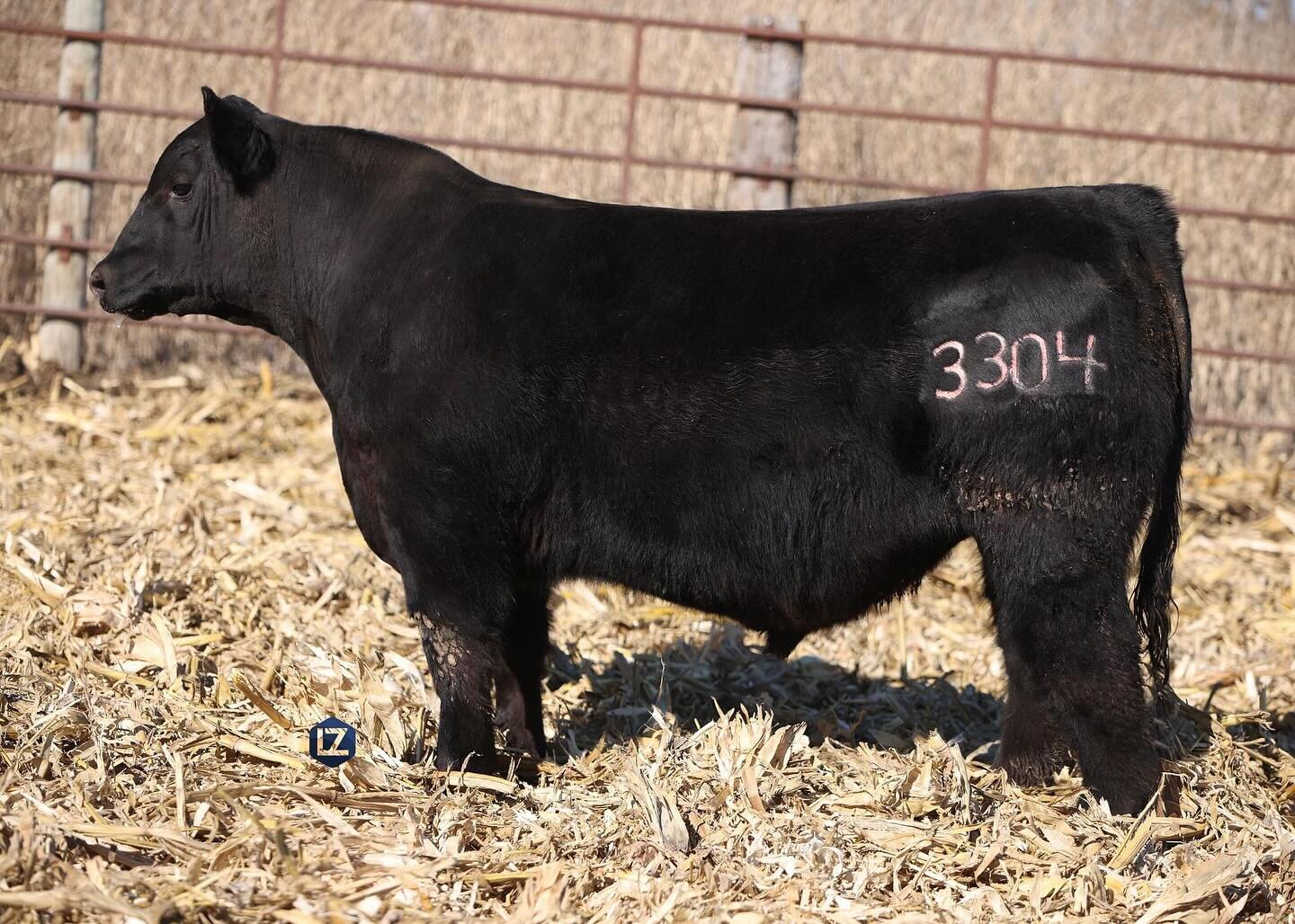 LZ Livestock Lot 3304 is a result of a flush we did on our 801F Cowboy Cut female (pictured above)  to CLRS Homeland 327H. We think 3304 has an impressive phenotype with a powerful genetic profile any simmental breeder can appreciate!

View more deta