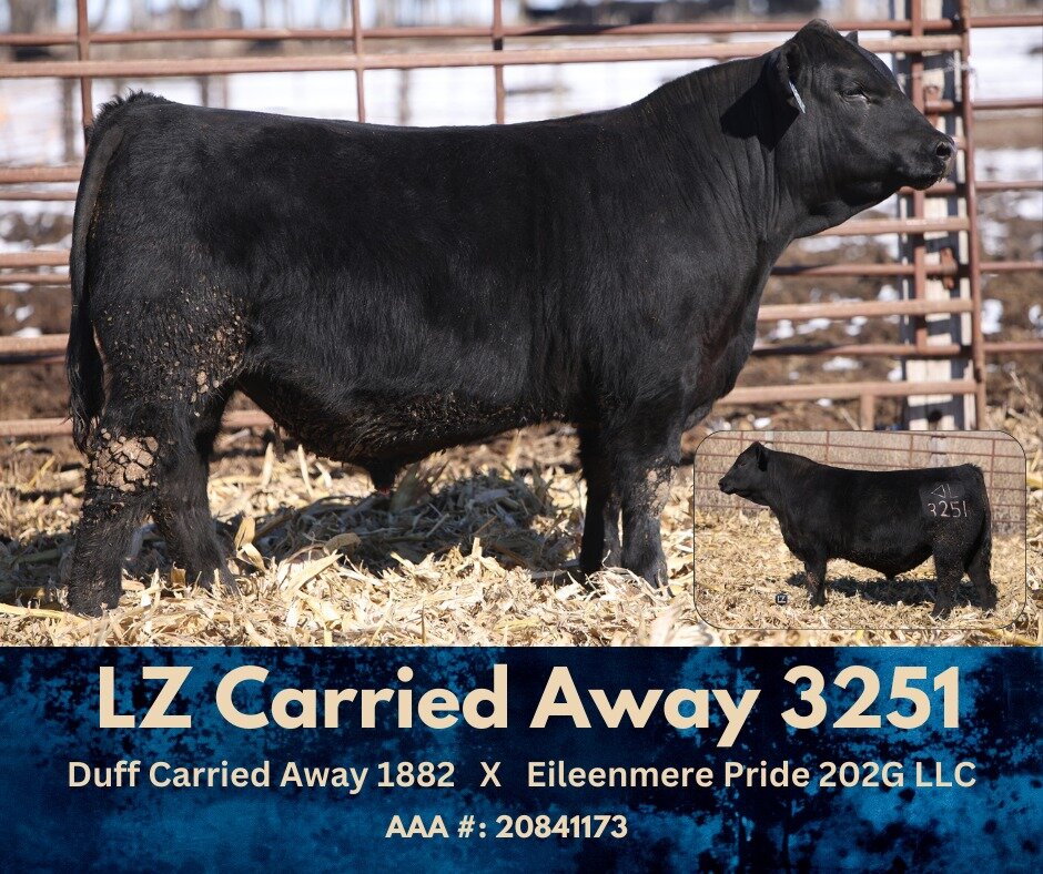 LZ Lot 3251 is the cattleman's kind!

Sired by Duff Carried Away and out of a OCC Big Time dam! This one will catch your attention.

View details/video of Lot 3251 and the other sale lots at: http://www.thelivestocklink.com/catalog/lz_livestock/2024/