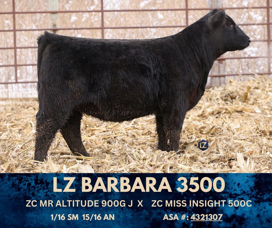 Replacement heifers are the base of your herd, which is why we strive to offer foundation building females just like 3500! There's no doubt in our mind that she will be a productive female for her new herd!

View details/video of Lot 3500 and the oth