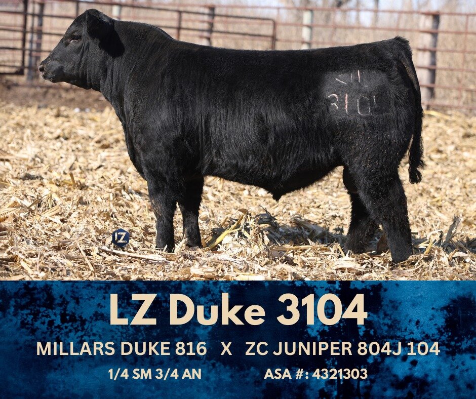 LZ Lot 3104 ranks in the top 1% in WW and top 2% in YW and has the look to go along with his rankings! The docility of this bull is what we strive for at LZ! 

View details/video of Lot 3104 and the other sale lots at: http://www.thelivestocklink.com