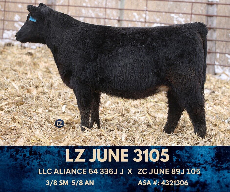 LZ Lot 3105 is a moderate framed heifer that goes back to CCR Cowboy Cut 5048Z! She has everything on her side to be a productive + maternal female for your herd! 

Catalog + Videos + Bidding at: http://www.thelivestocklink.com/catalog/lz_livestock/2