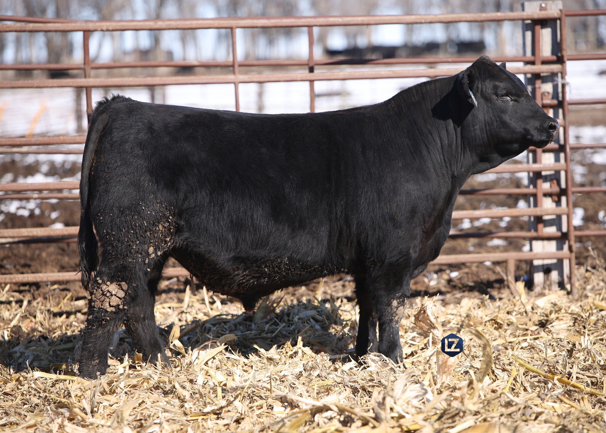 Join us tomorrow, March 16th for the LZ Livestock Bull + Female Sale Preview/Bidding Day! This years sale will be hosted online through The Livestock Link with bidding open from 7AM - 7PM! 

View Catalog + Videos + Bidding at: http://www.thelivestock