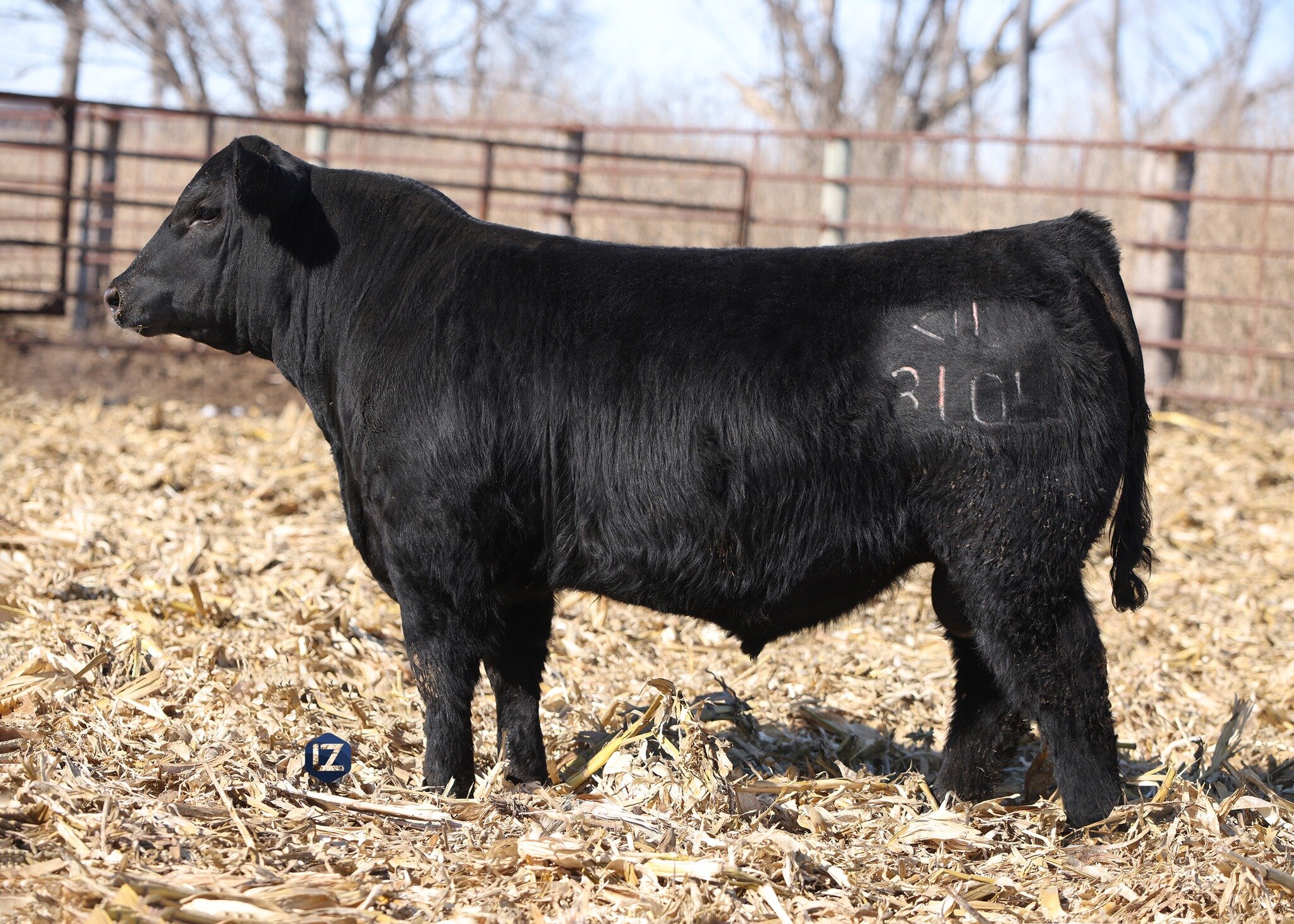 SALE DAY! 

This year's sale is being hosted online through The Livestock Link with bidding now open from 7AM - 7PM! 

View Catalog + Videos + Bidding at: http://www.thelivestocklink.com/catalog/lz_livestock/2024/

Questions? 
Kip Littau // 605.842.6