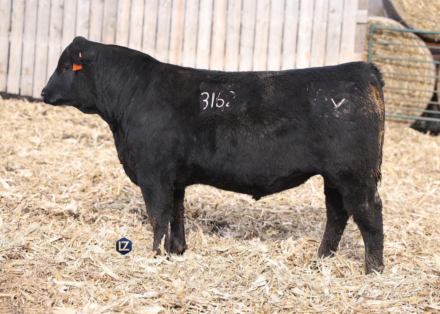 Thank you to Arhart Farms from Alpena, SD for having us out to picture their 2024 Profuction sale offering back in February! 

Always fun to picture so close to home and for people in our community! 

#lzlivestockphotography