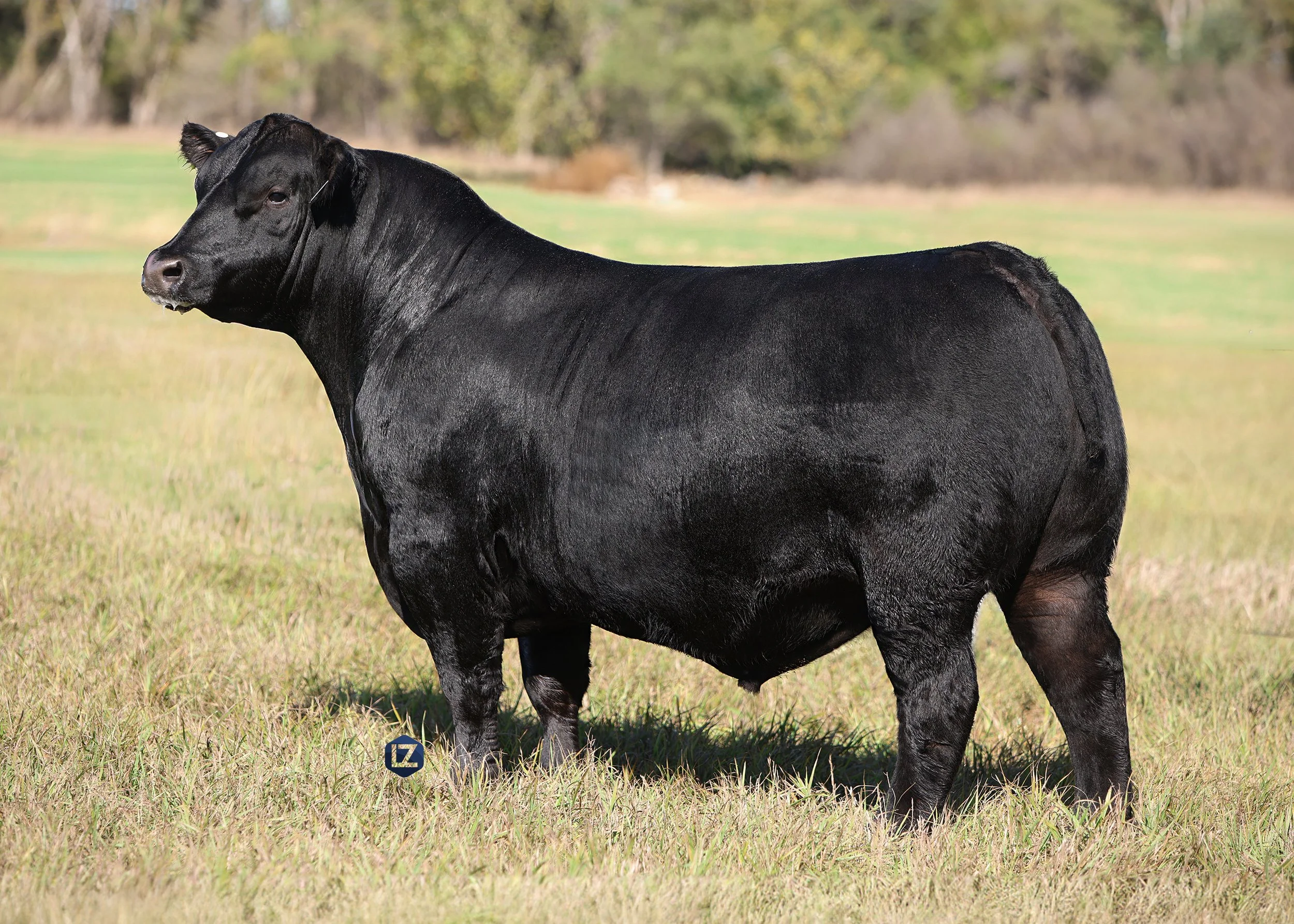 Ellingson Captain_Reverse.jpg