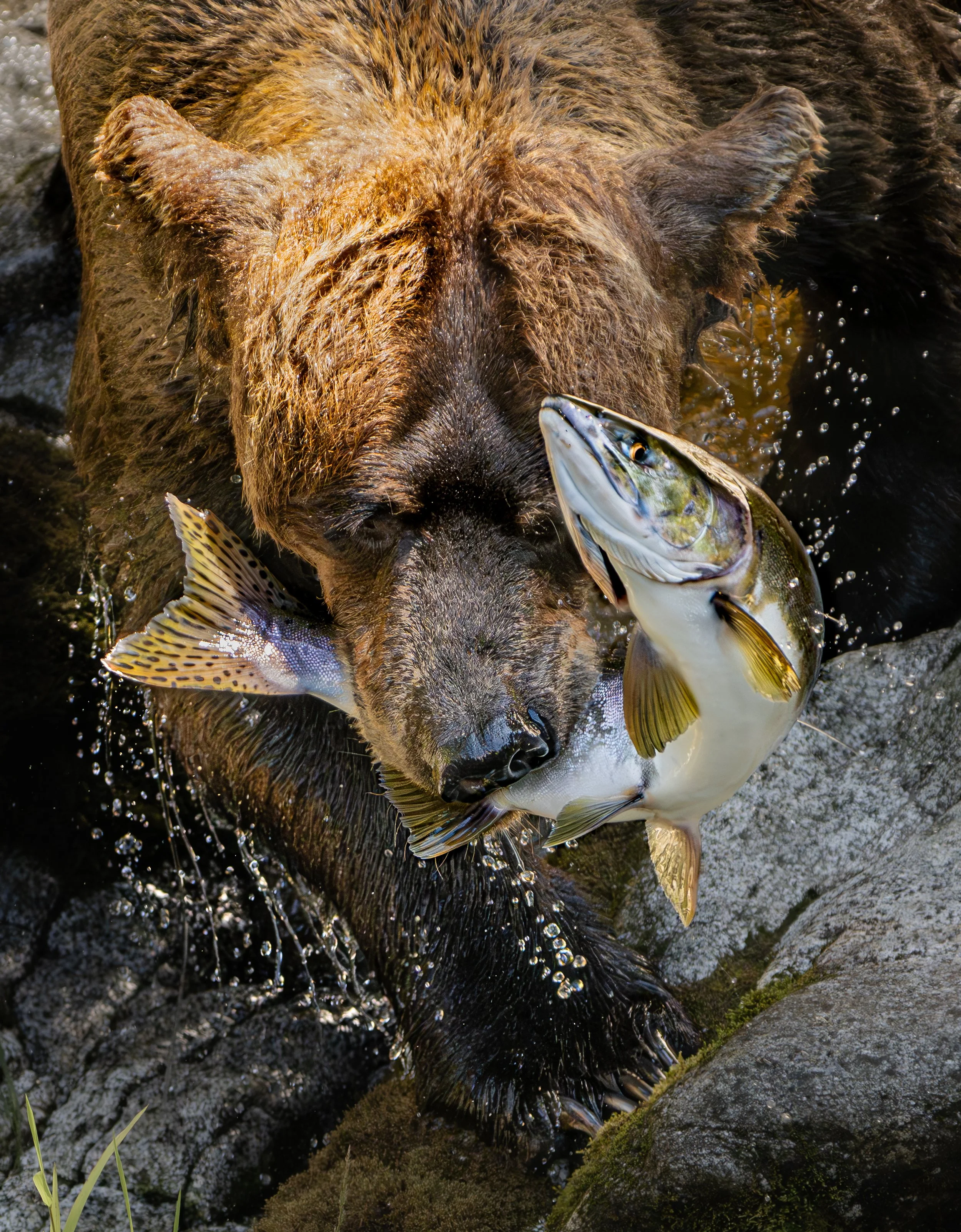 Brown bear fishing for Salmon at Anan Creek