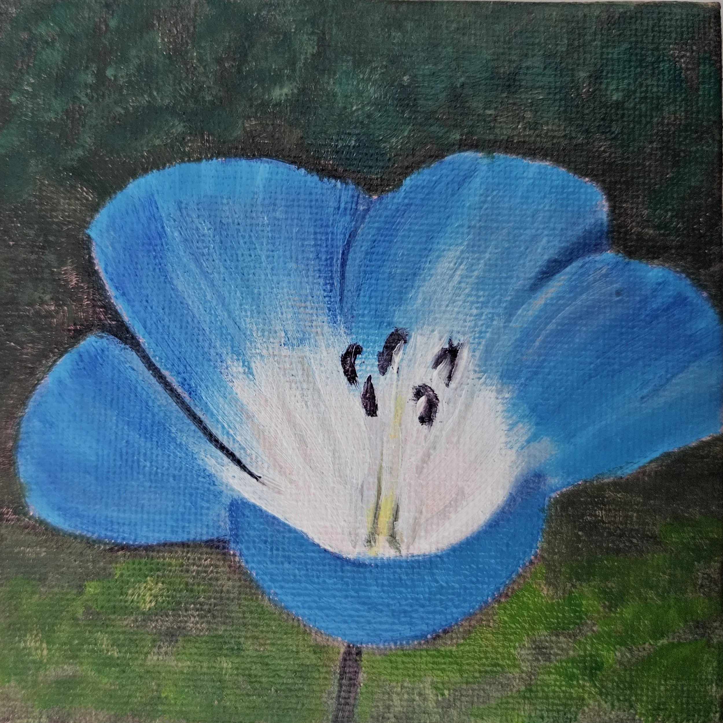 Baby Blue Eyes by Deserie Valloreo