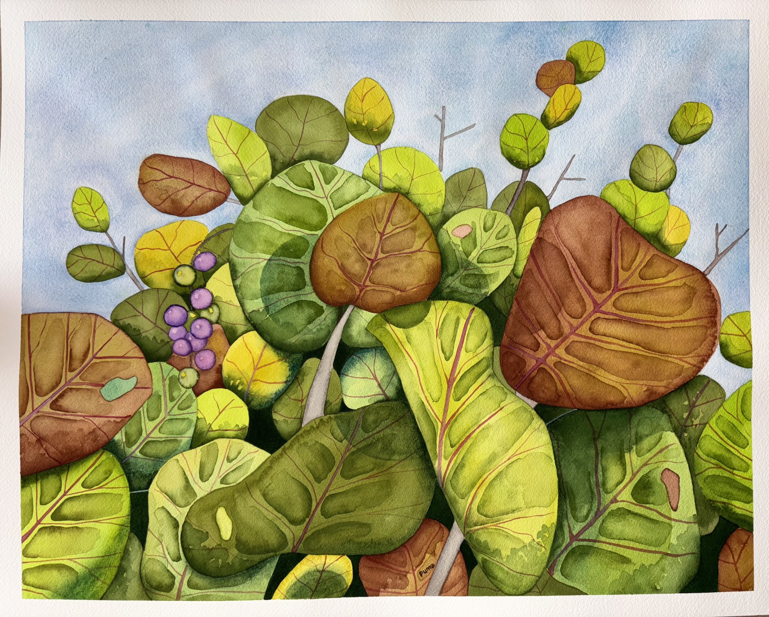 Sea Grapes in the Sun by Puma Love