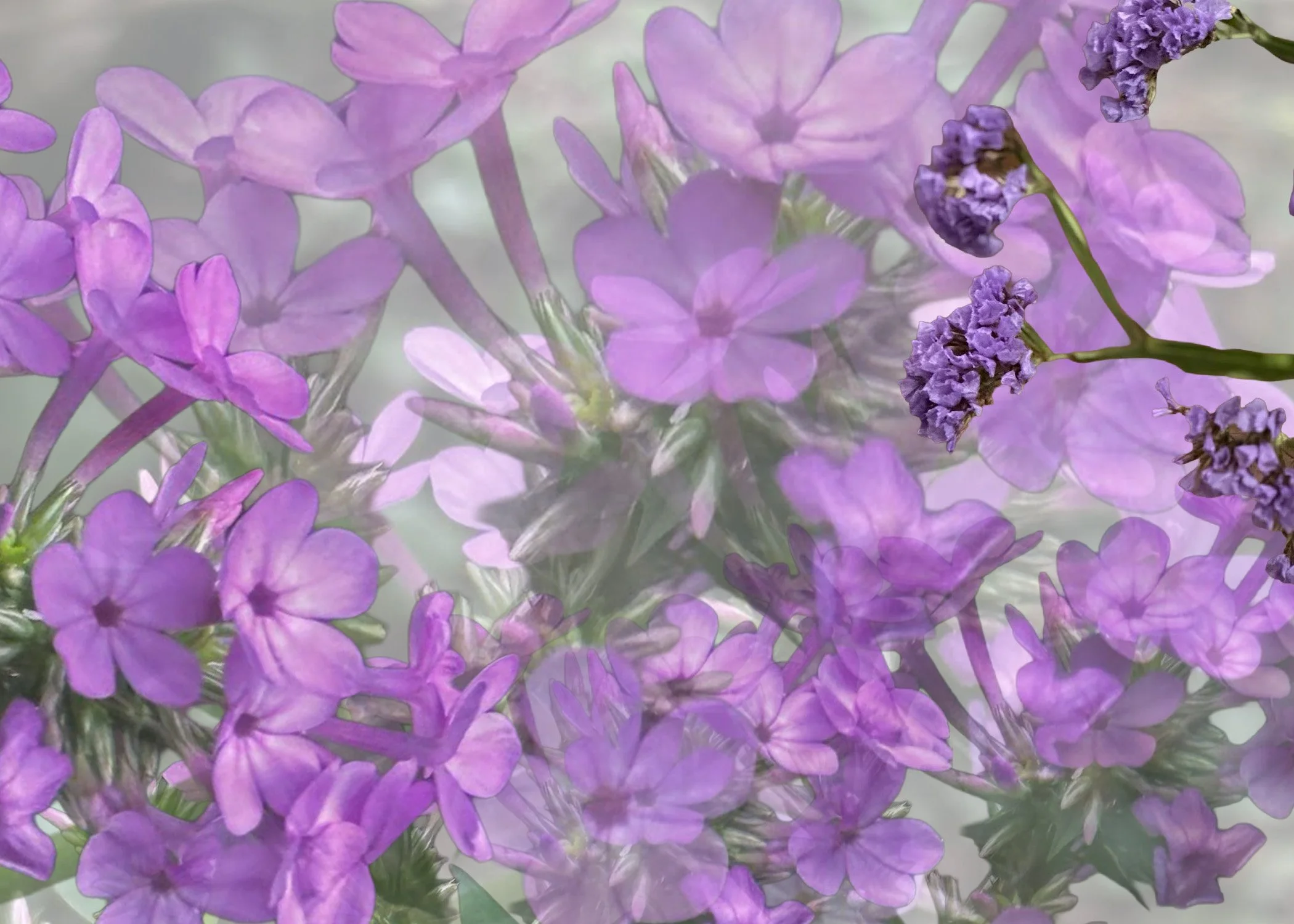 garden 3.jpg