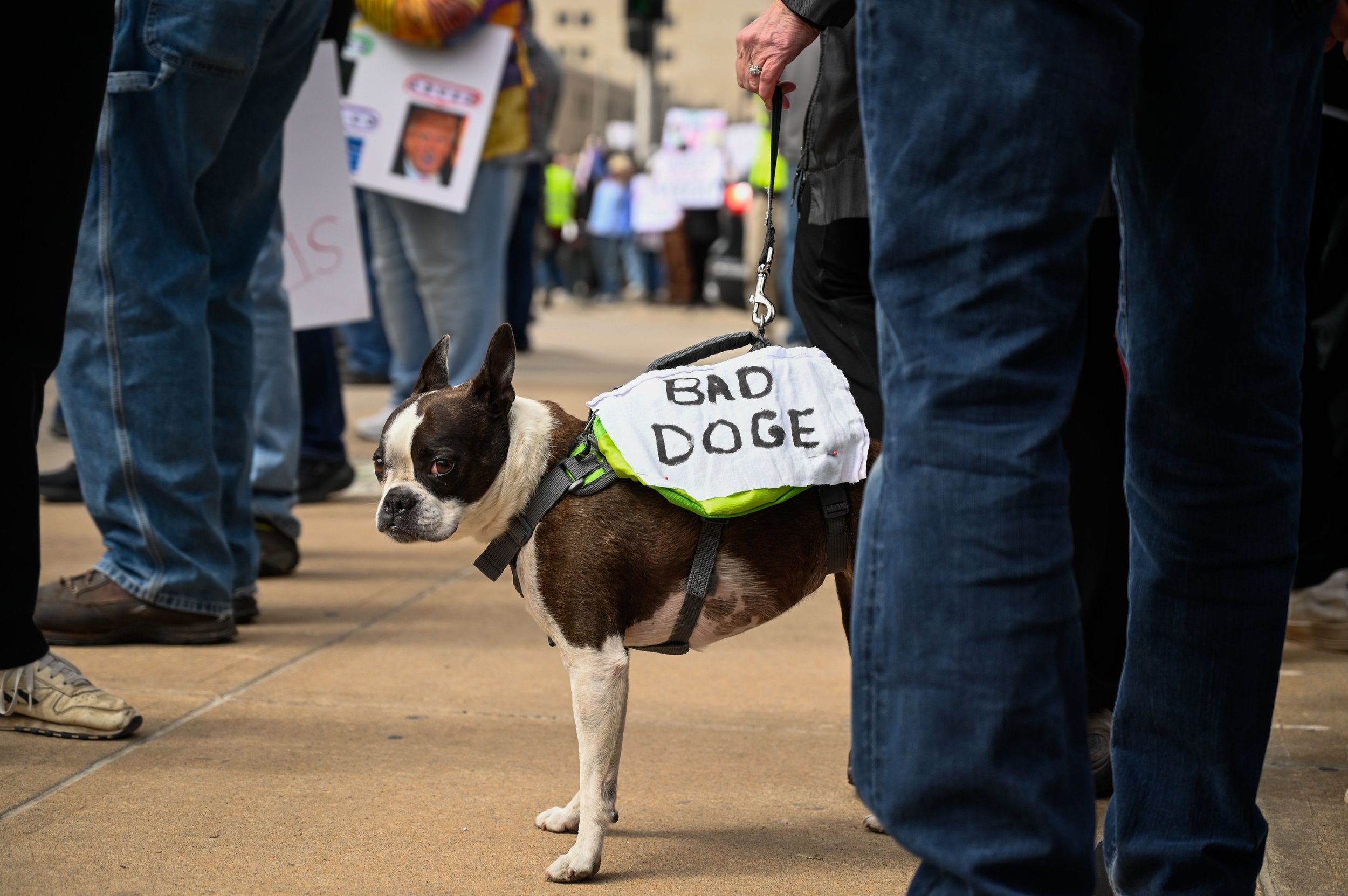 A dog waits on its owner's leash, wearing a pinned piece of fabric with the words "BAD DOGE" at Houdini Plaza in Appleton, Wisconsin, on April 5, 2025. Elon Musk’s Department of Government Efficiency has targeted Diversity, Equity and Inclusion, the