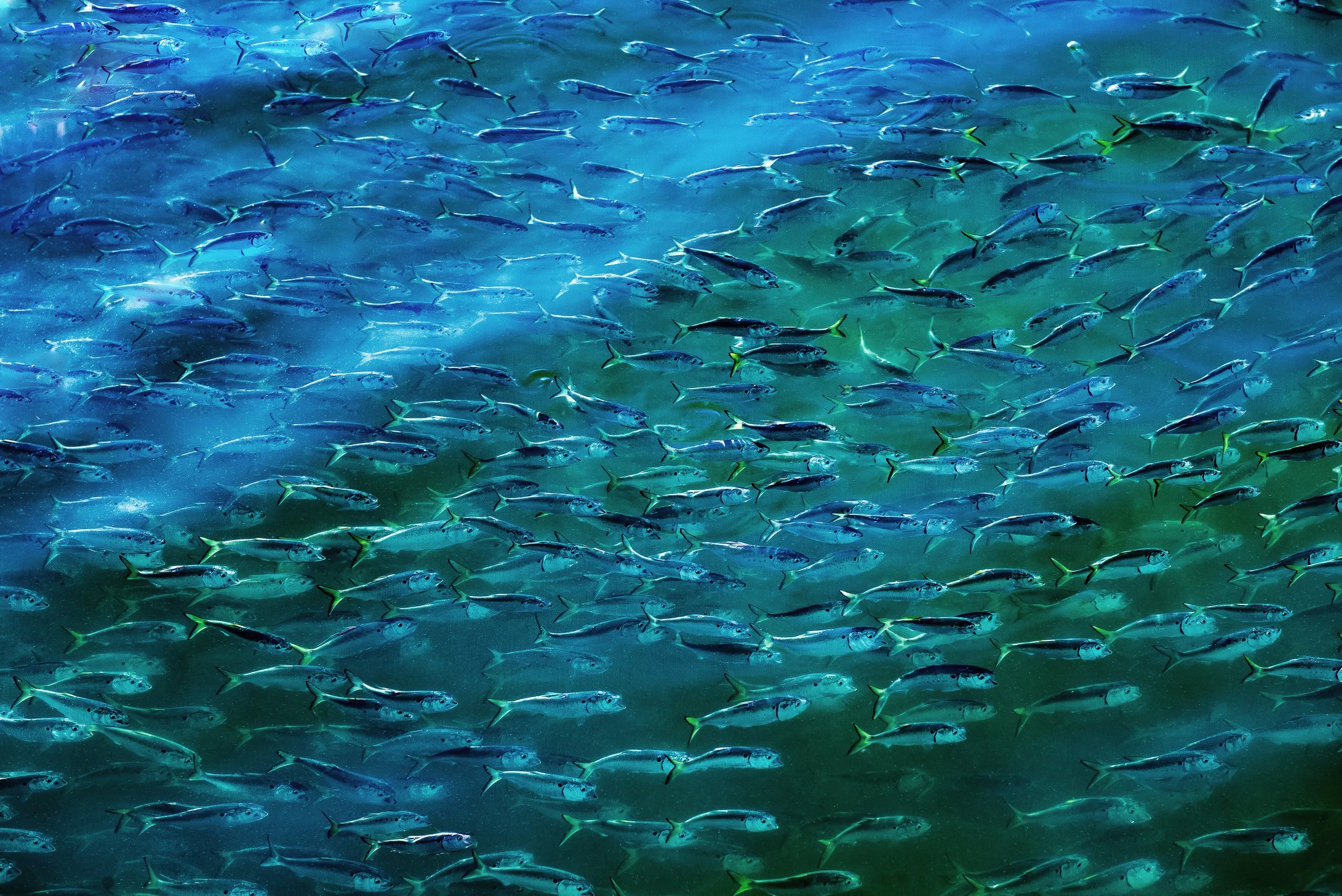 Bunker
Old Greenwich, CT