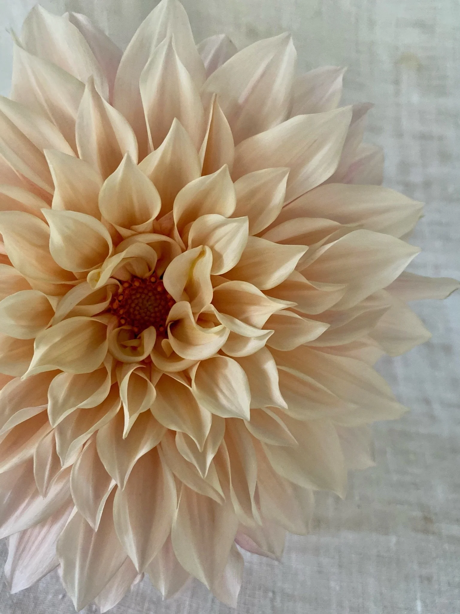 Dreamy Dahlia Box Set