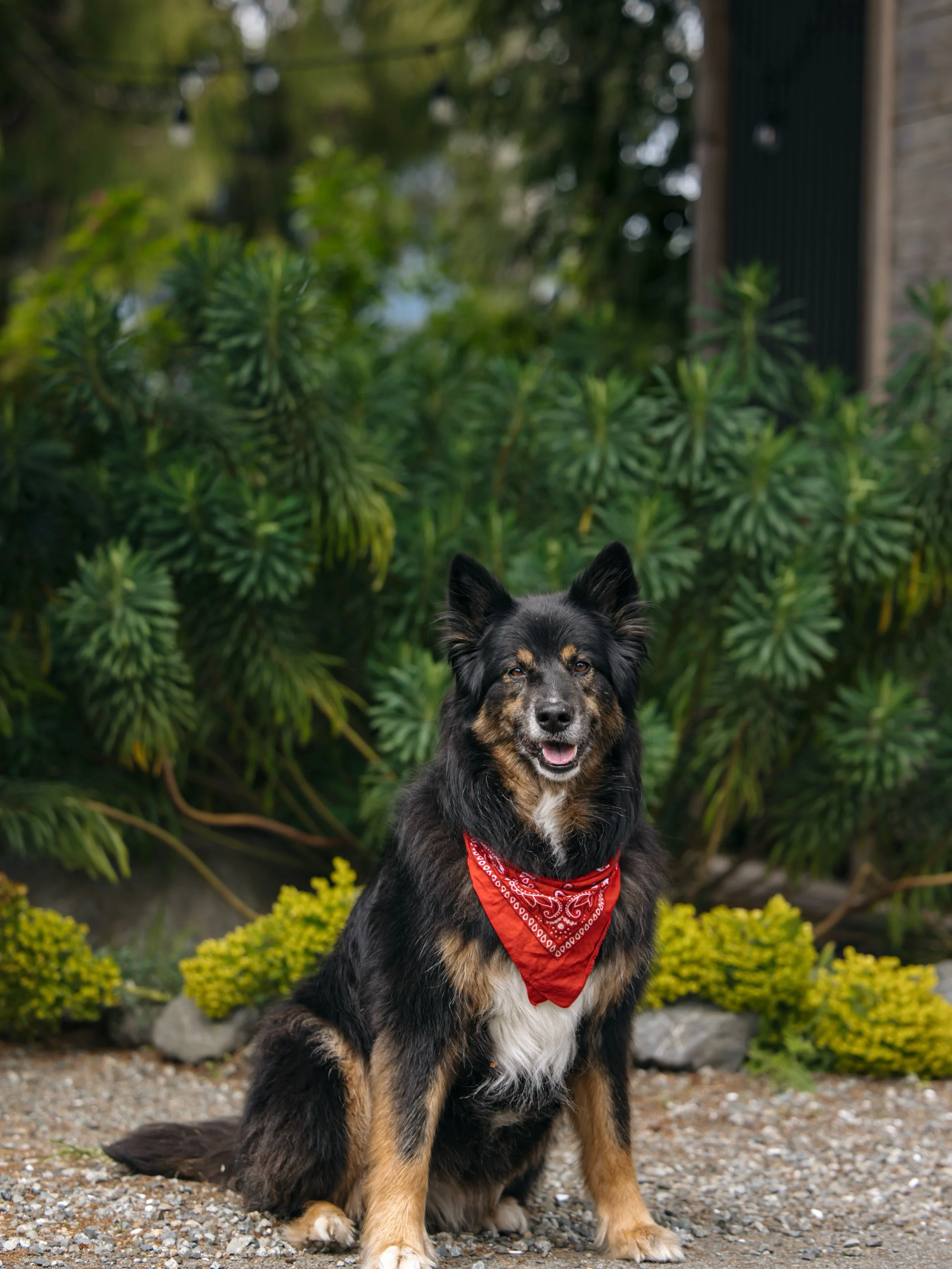 Rest in peace, Cali Babe ❤️ Forever our girl 🕊️❤️

She was so lucky to be loved by @seanerm . He helped her live out her best life &hellip; moving west , turning into a beach dog, a warm welcoming committee to @theshorelinetofino and had the trip of
