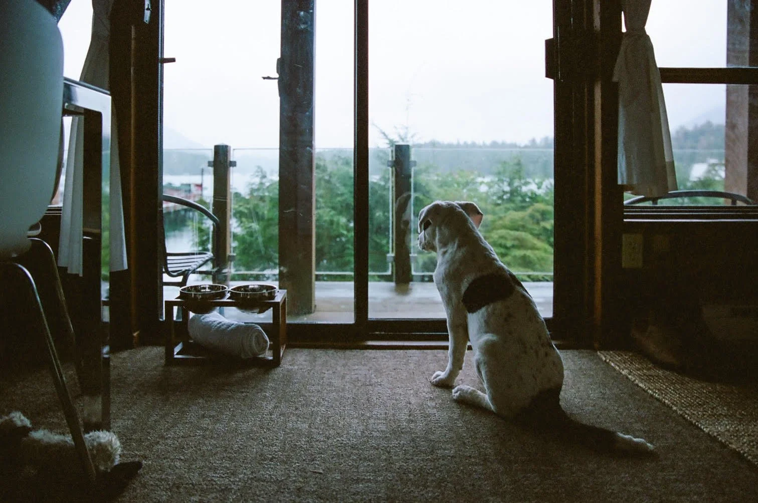 A dog sitting inside a room and looking out a glass sliding door at a lush green landscape.