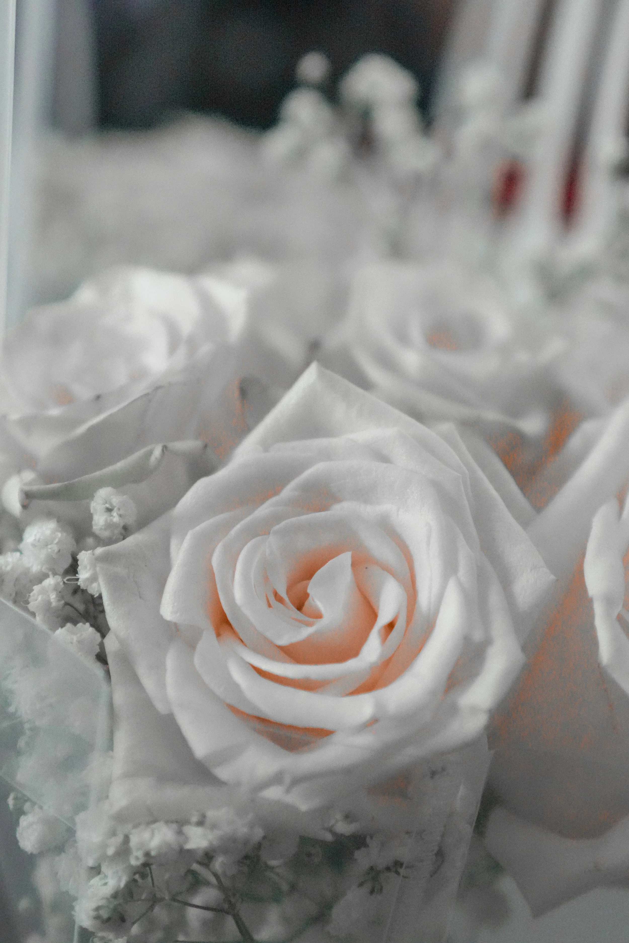 Close-up of a white rose with a soft pink center, surrounded by other flowers in the background.