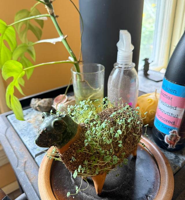 A chia pet on a plate next to a plant and a water bottle with a trans flag sticker on it.