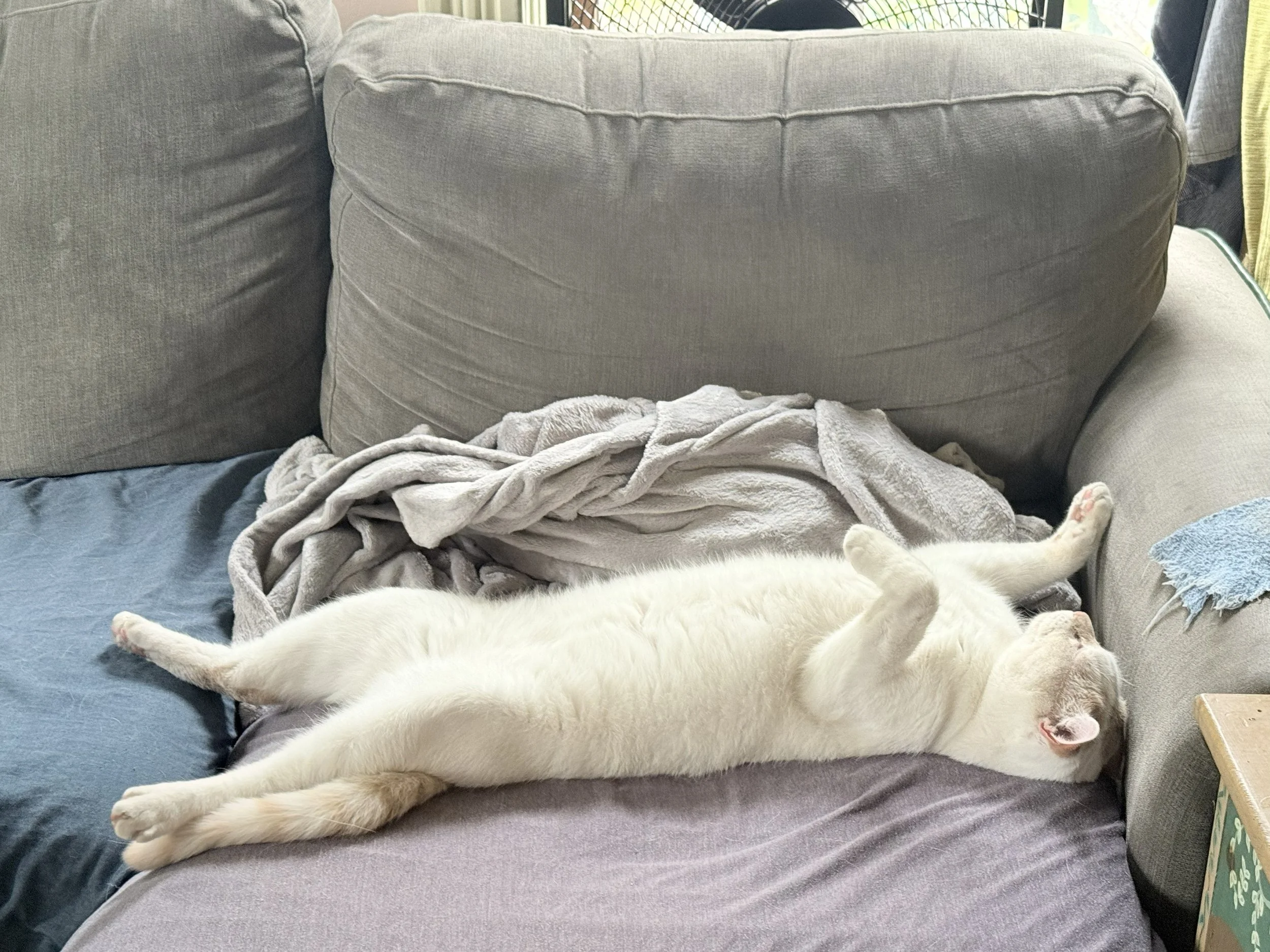 A white house cat lies on a couch on his back with his legs stretched out.