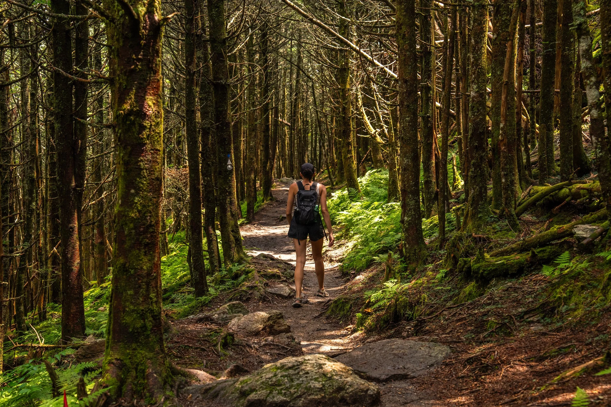 Mt Mitchell Photos-July02756.jpg