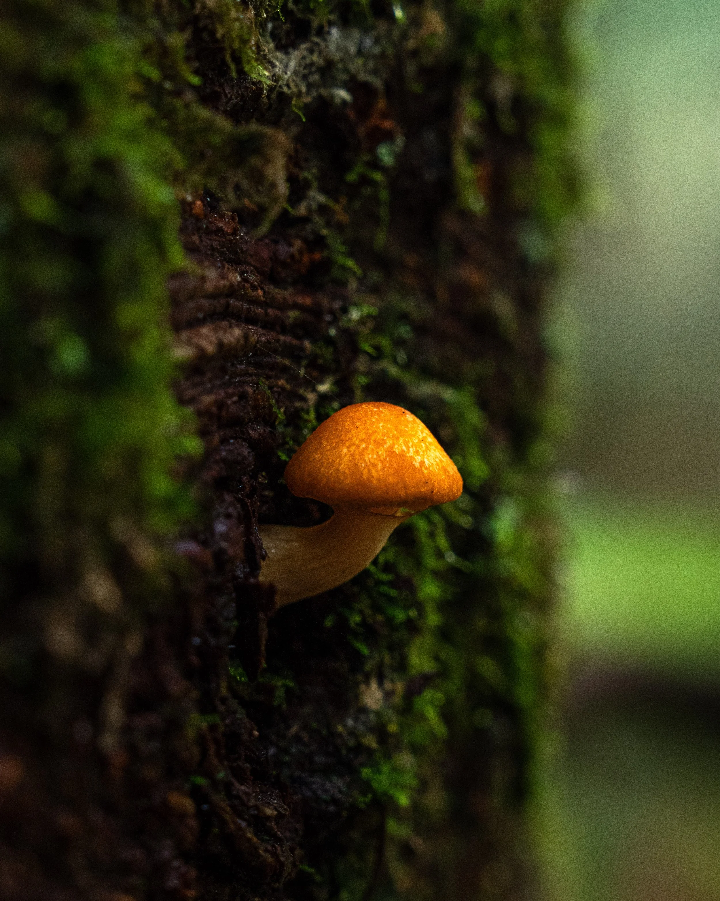 Mt Mitchell Photos-July02818.jpg