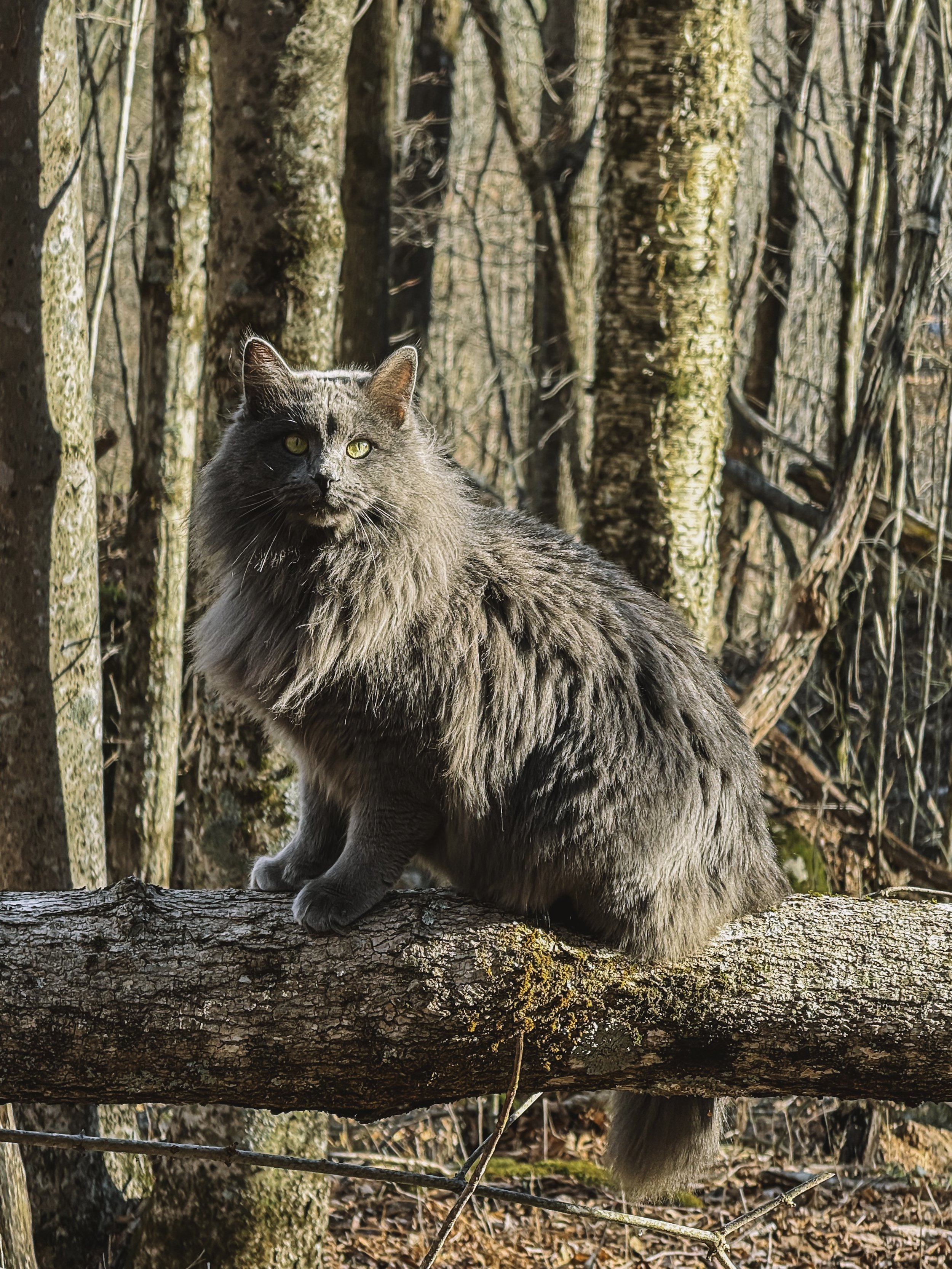 A long-haired gray cat with green eyes sitting on a tree branch in a forest with trees and brown leaves in the background.