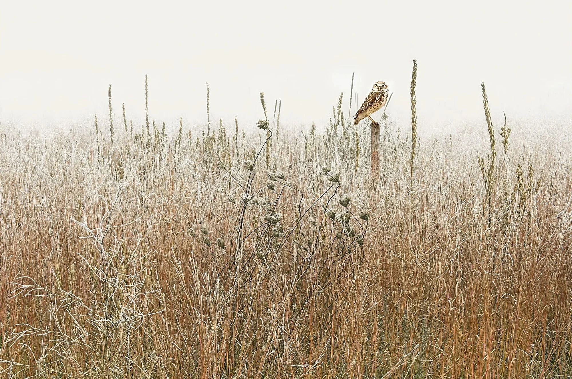 Borrowing-in-field-PRINT--30x20-gigapixel-cgi-8400w-gigapixel-high-fidelity-v2-9000w.jpg
