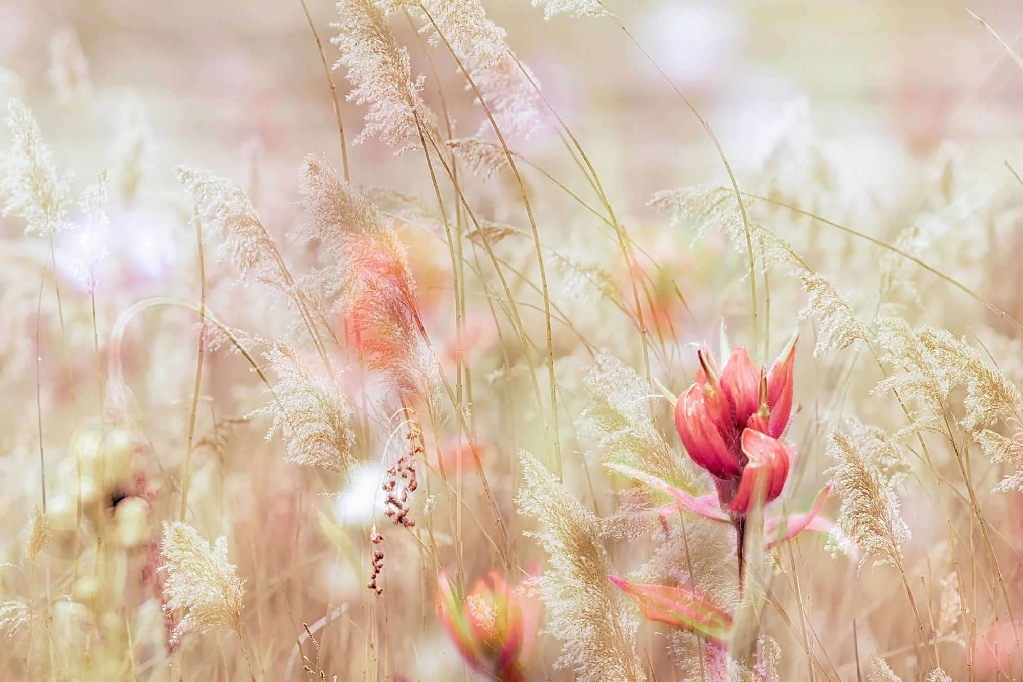 Close-up view of a pink flower amidst tall, beige grass with soft sunlight.
