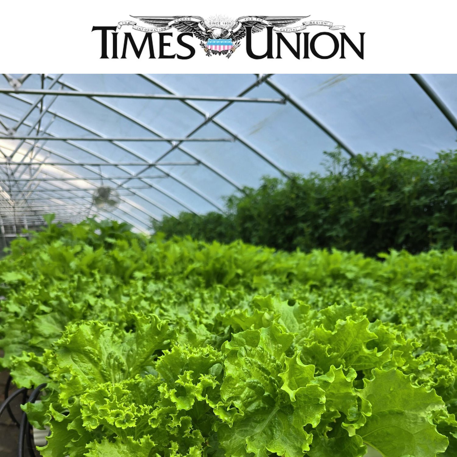 Farmers market Q&amp;A: AeroGreen grows greens hydroponically (Times Union)