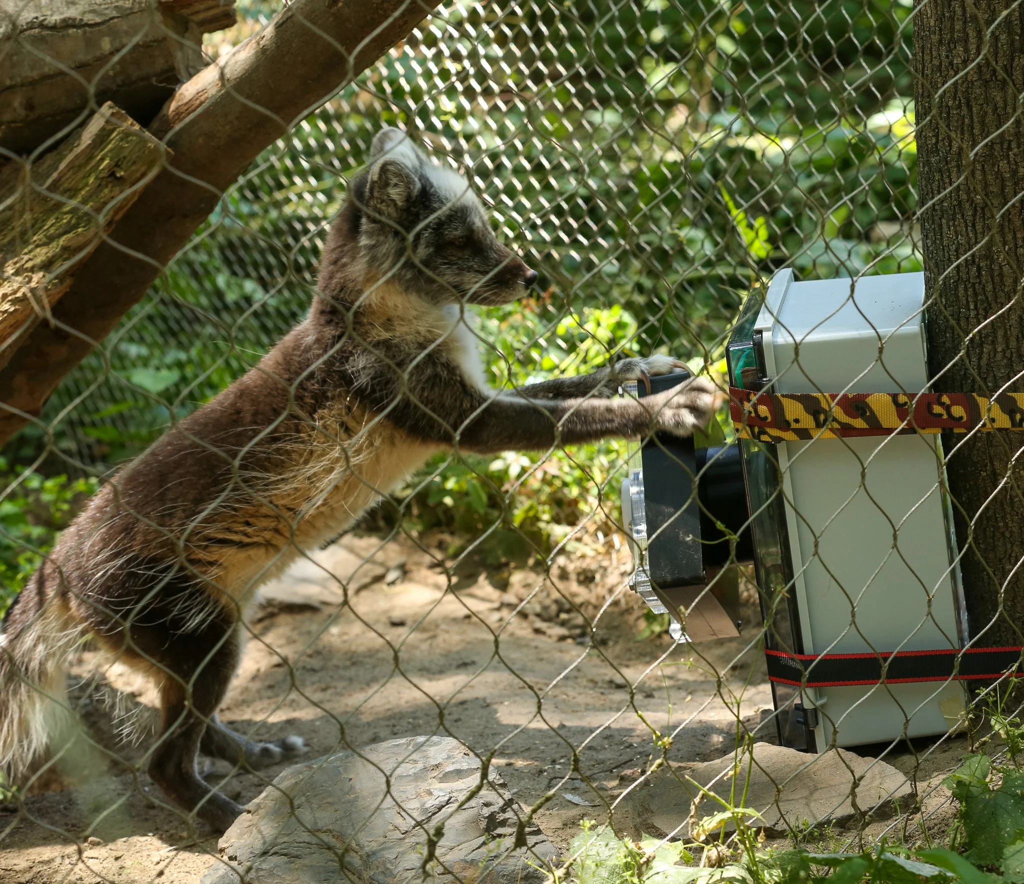 Outfoxed: Interactive Puzzle for Zoo Animals