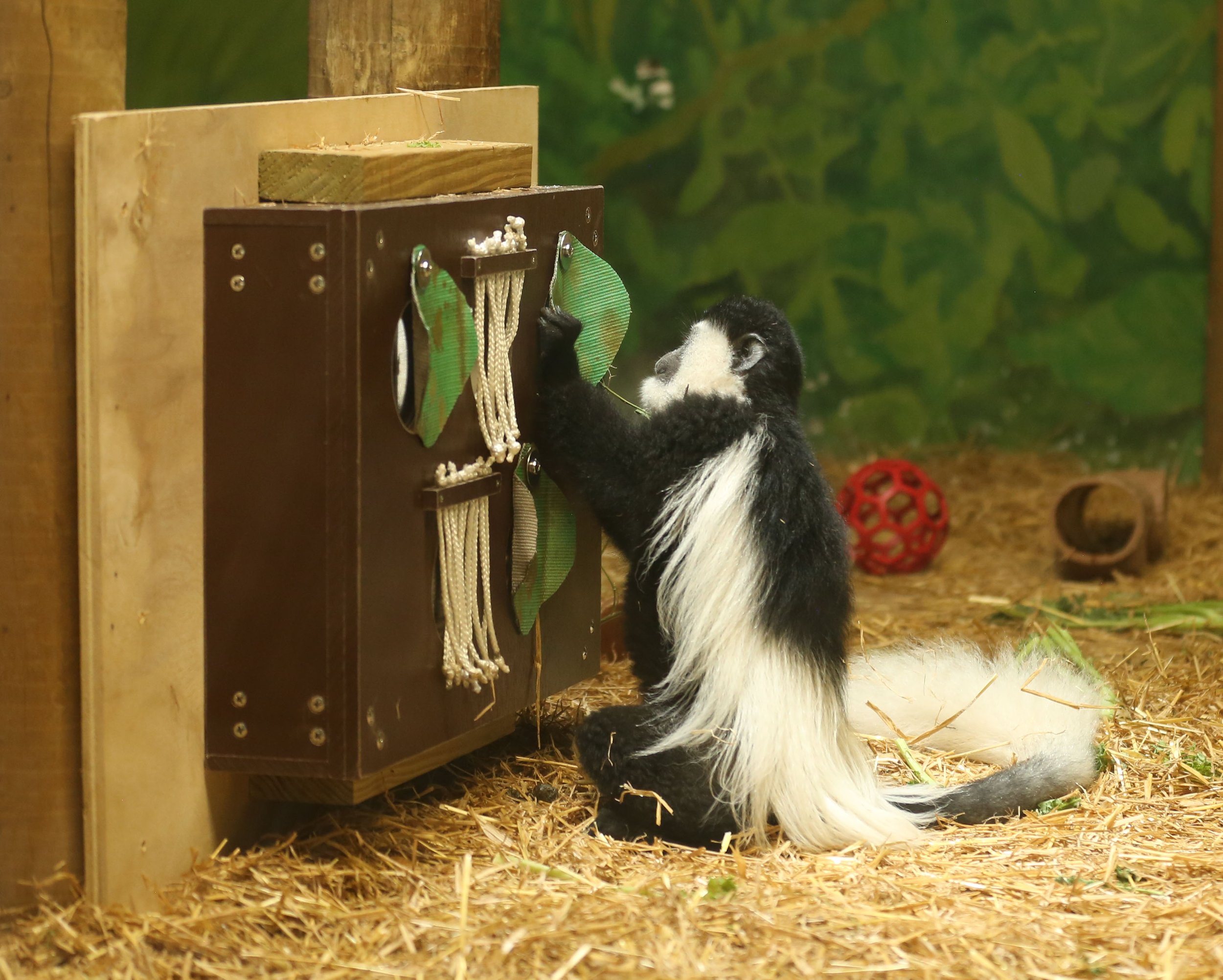 Colobus Curio Cabinet: A Modular, Mirror-Based, Co-Designed Enrichment Proposal for Colobus guereza