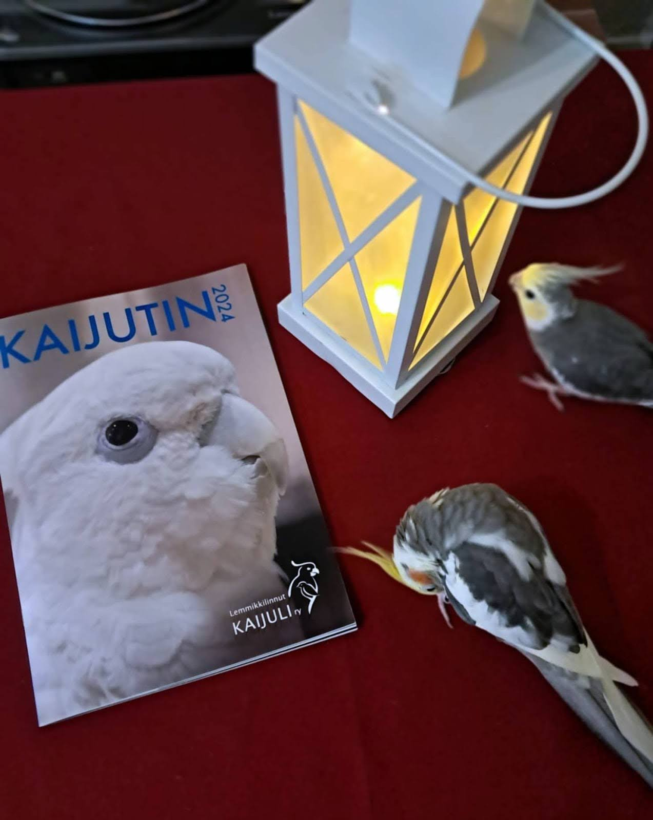 Finnish parrot magazine, Kaijutin features our project on designing better tablet games for parrot enrichment