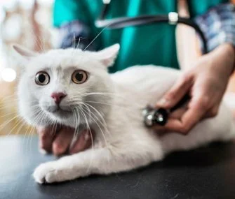 ACI for Veterinarians