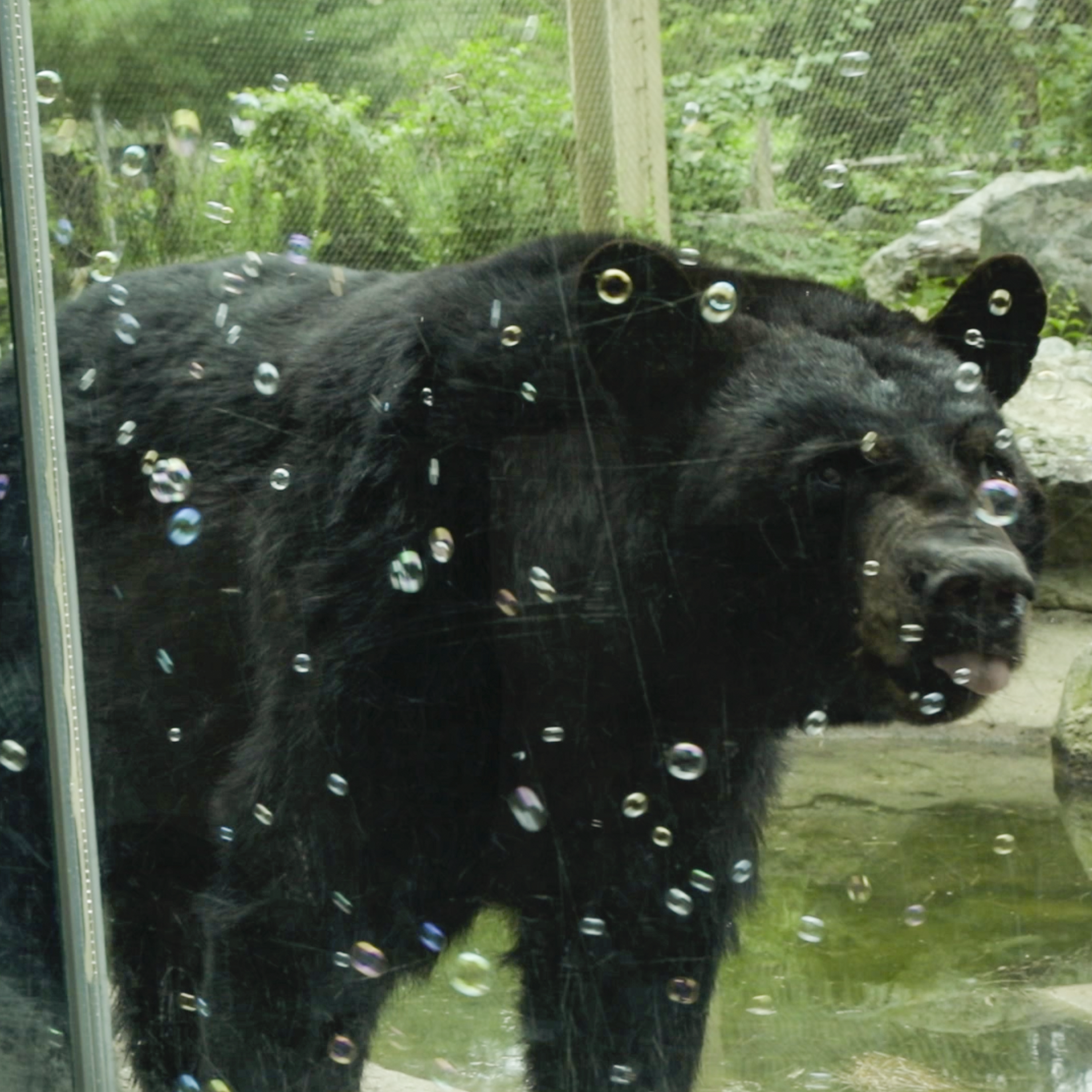 BearBubbles: Olfactory Enrichment for Bears