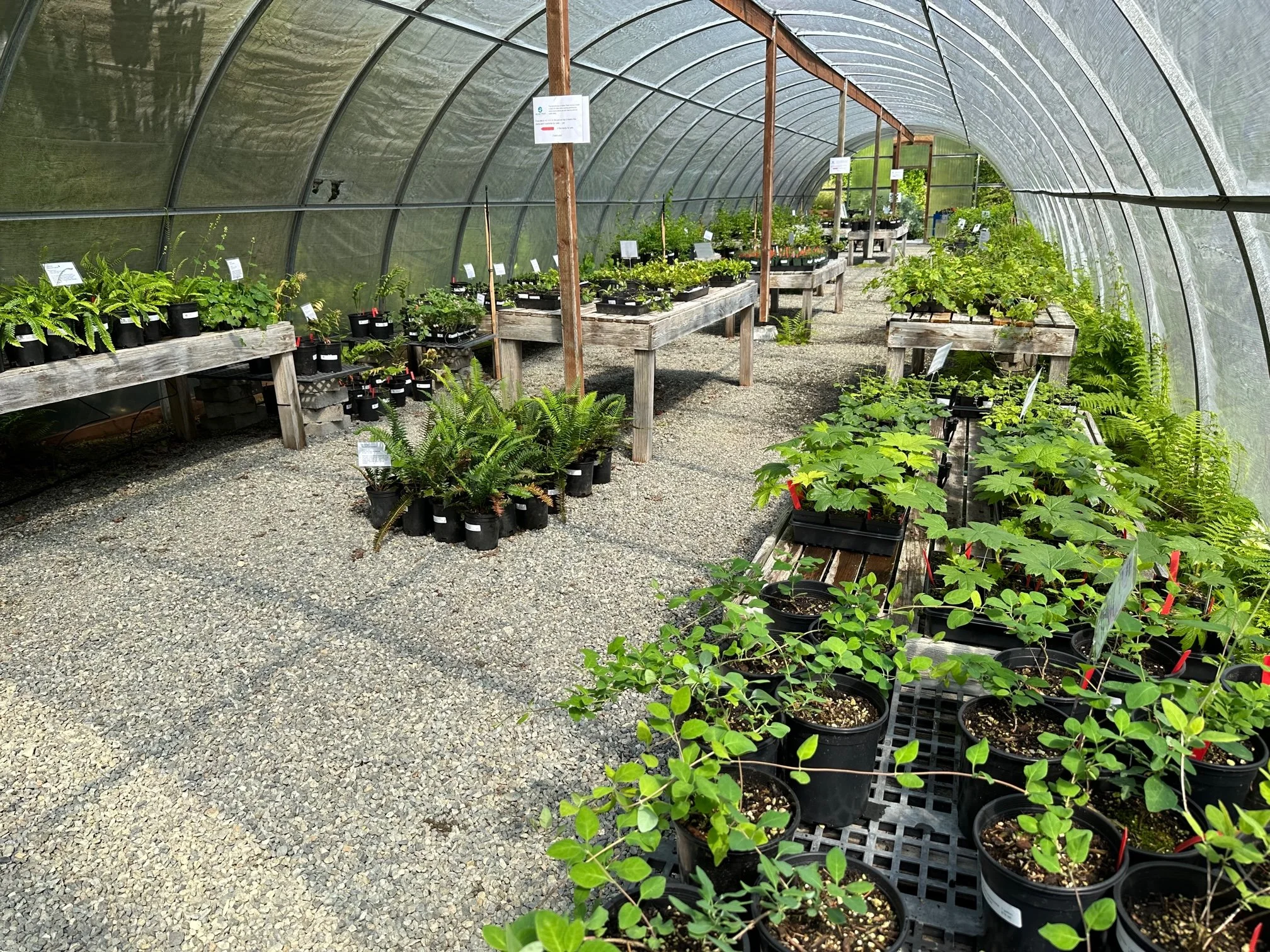 Native Inventory INVENTORY — Salish Trees Nursery