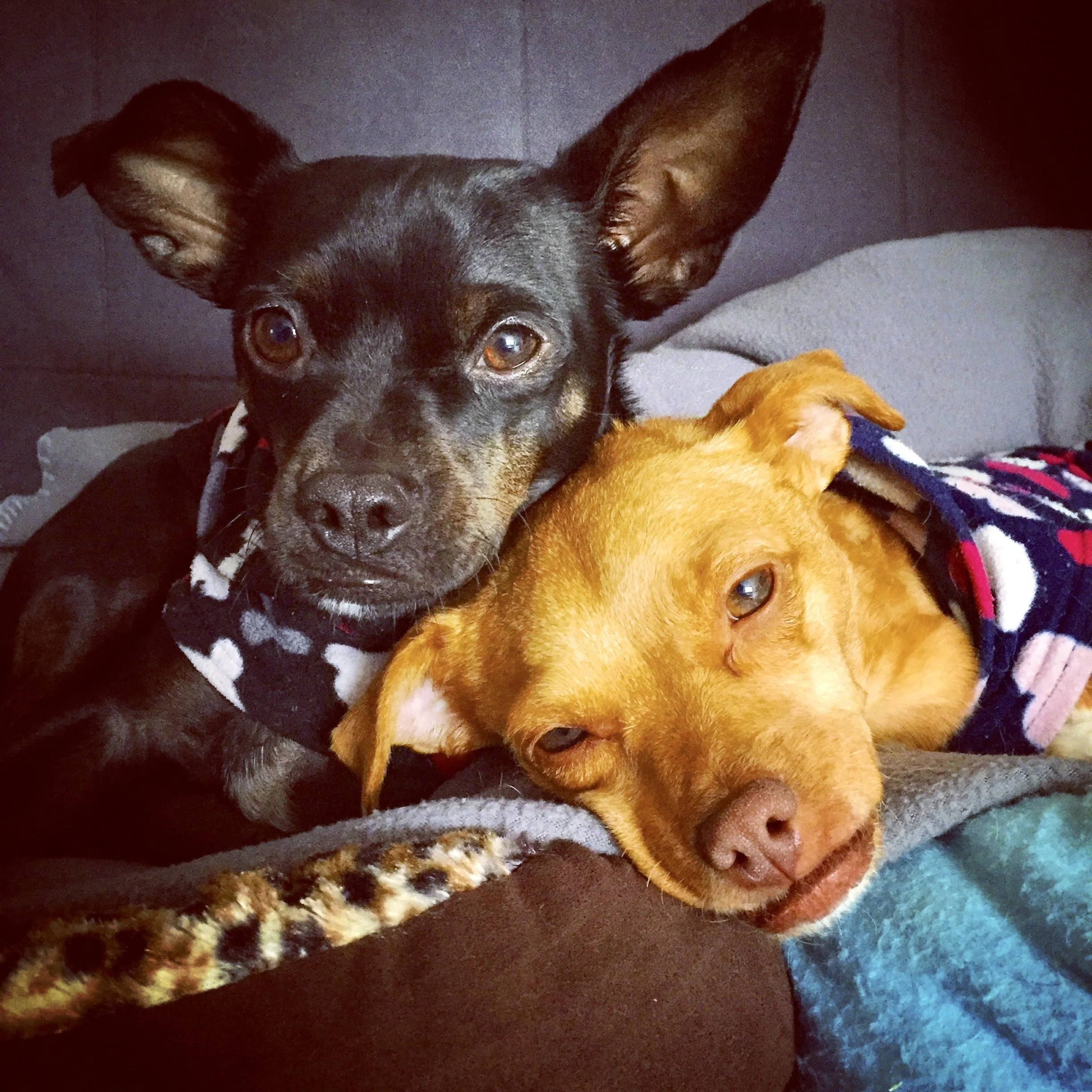 "Who Gets the Fur(s)?" Navigating Pet Custody During a Divorce