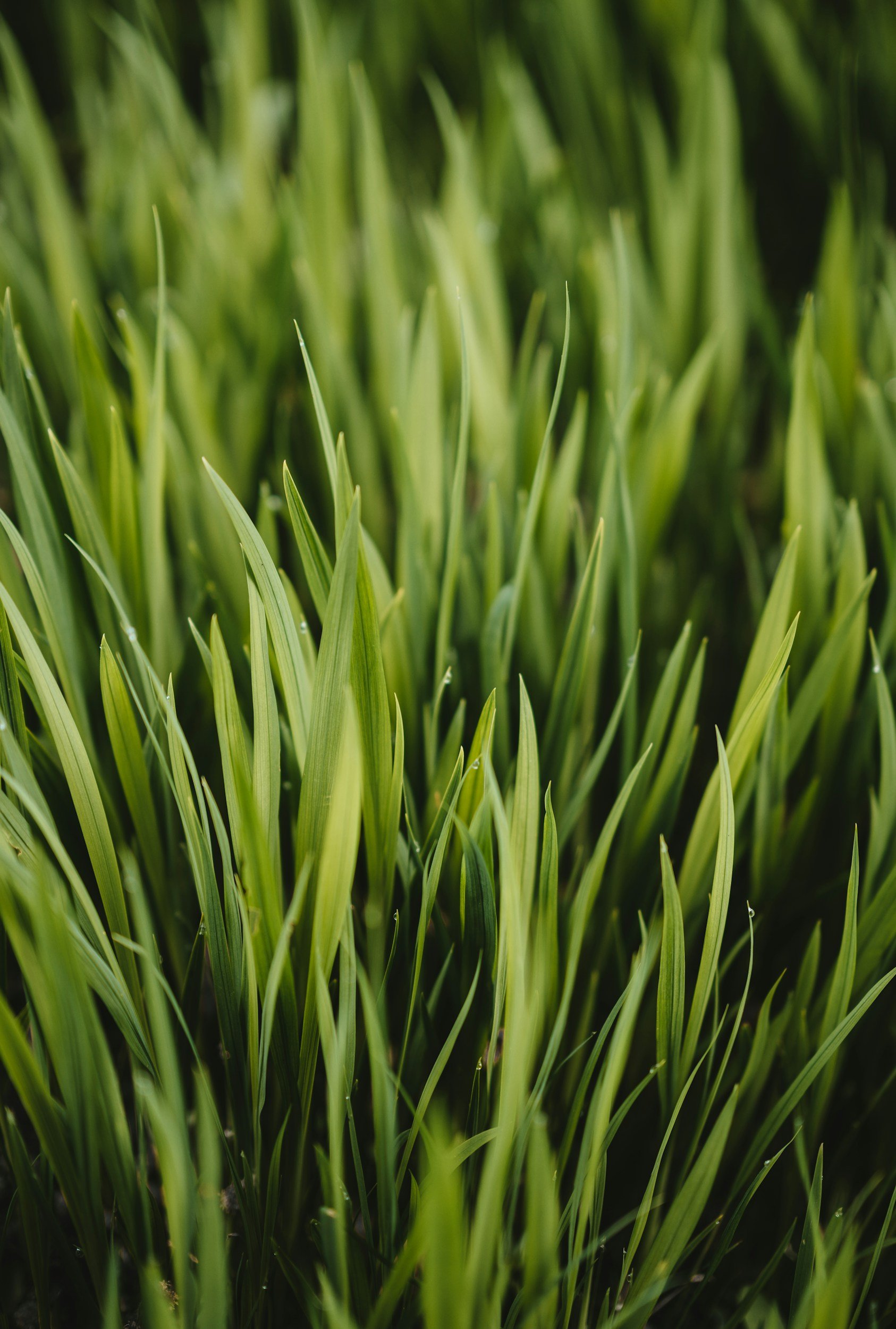 Close-up image of green grass blades.