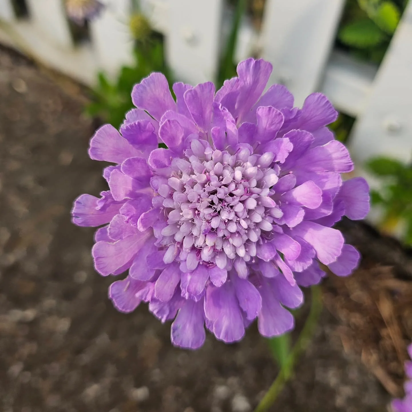 Just popping something pretty in your posts. These inspiring flowers from mindful neighbourhood walks this week just make me want to paint. 🌸🖌❤️