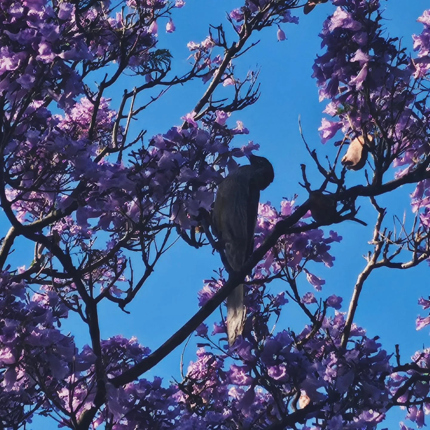 Beautiful Jacaranda trees are in bloom.