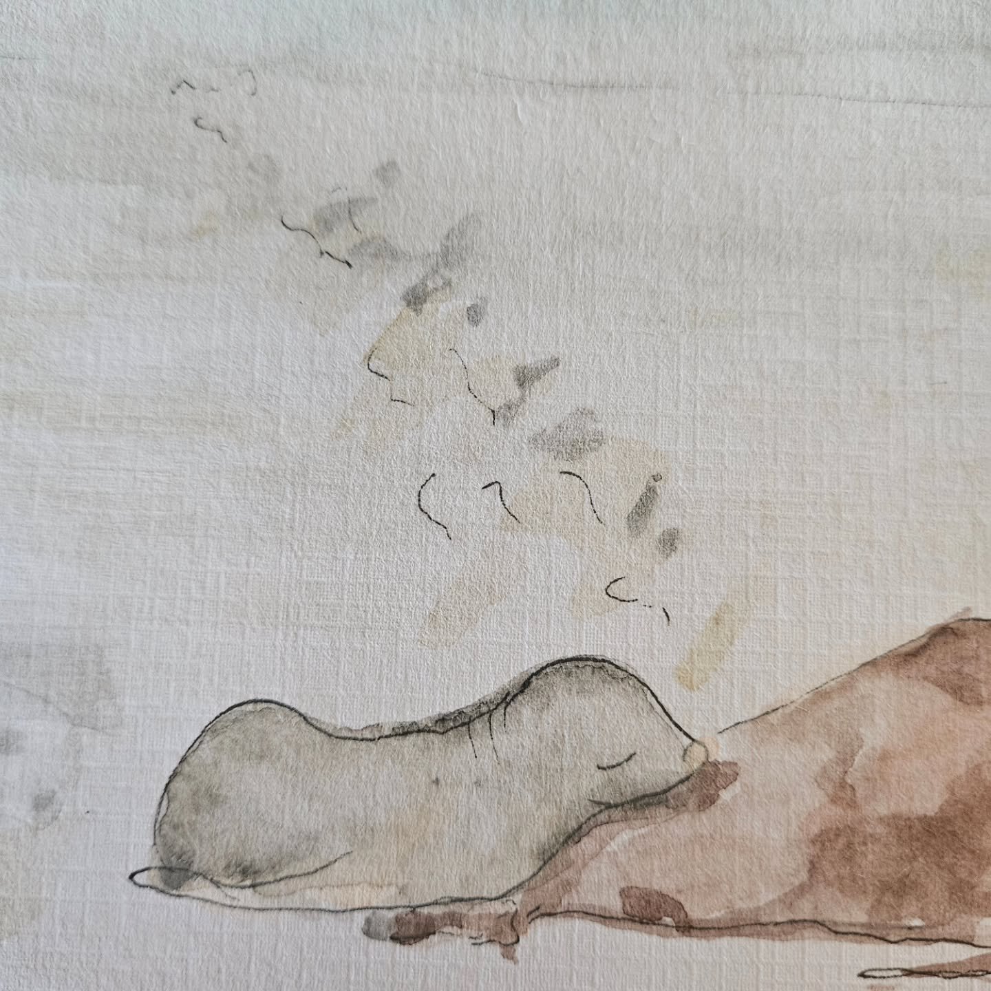 Sea Lions KI. Mum and pups. So gorgeous 🦭🌊❤️