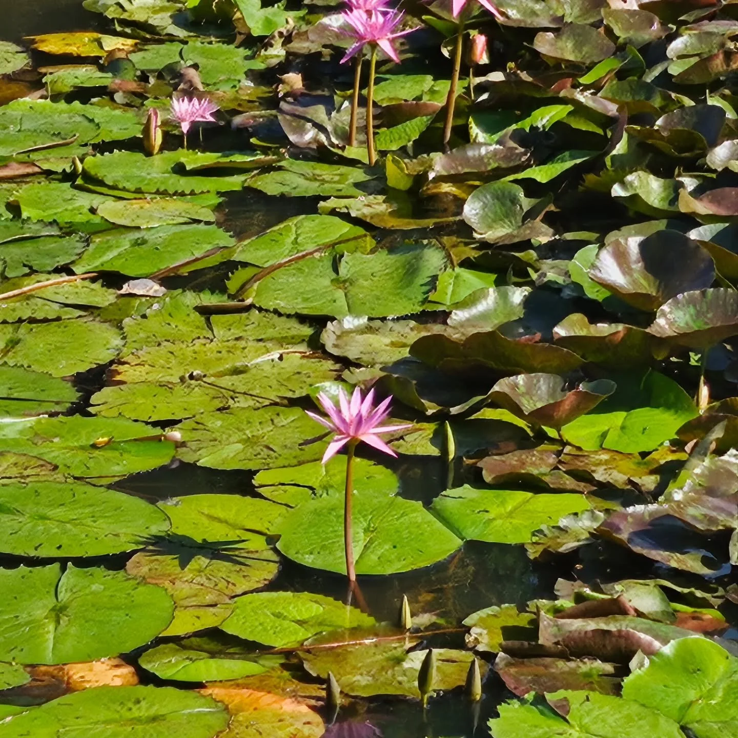Beautiful water lilies are blooming. Get inspired