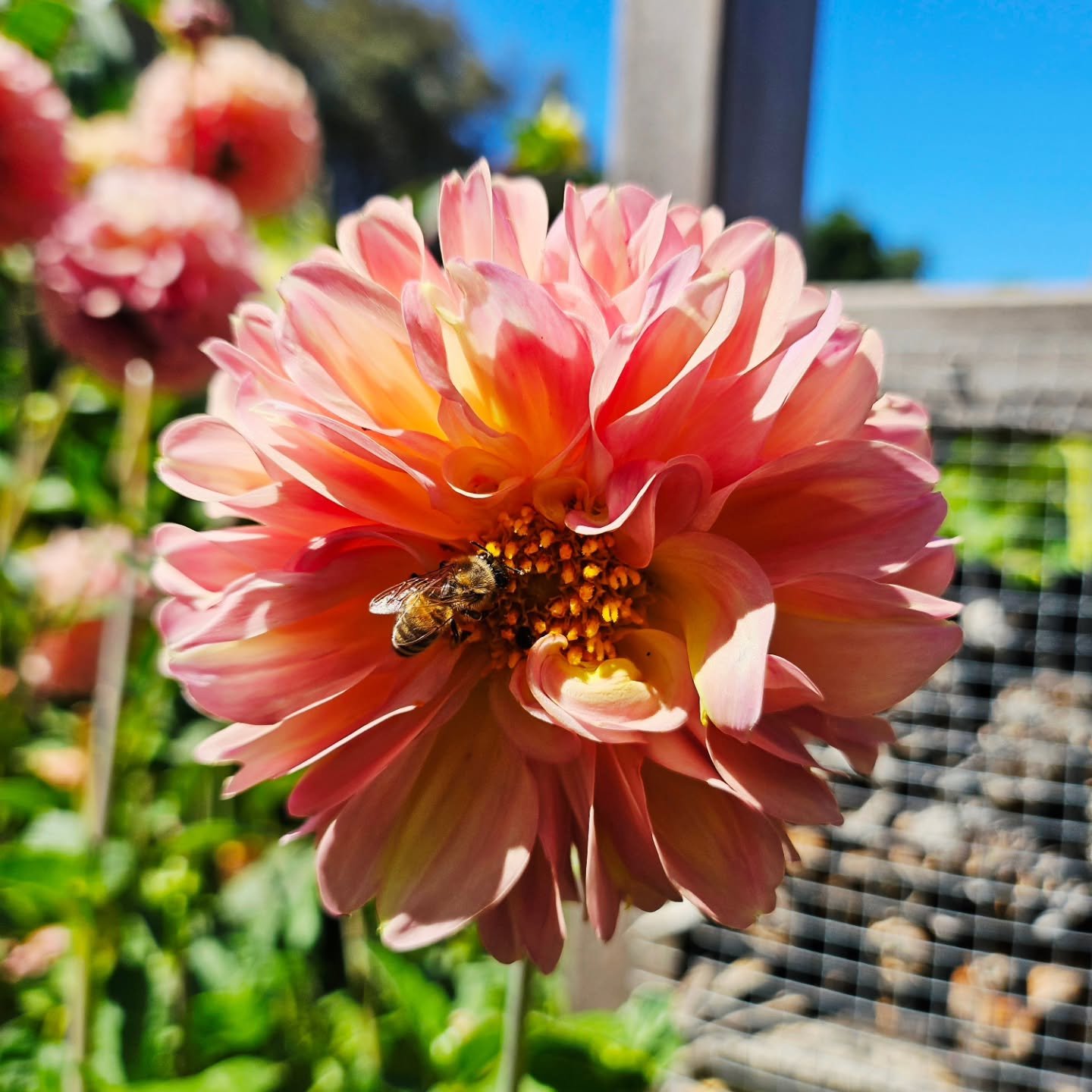 Joy is in the small things