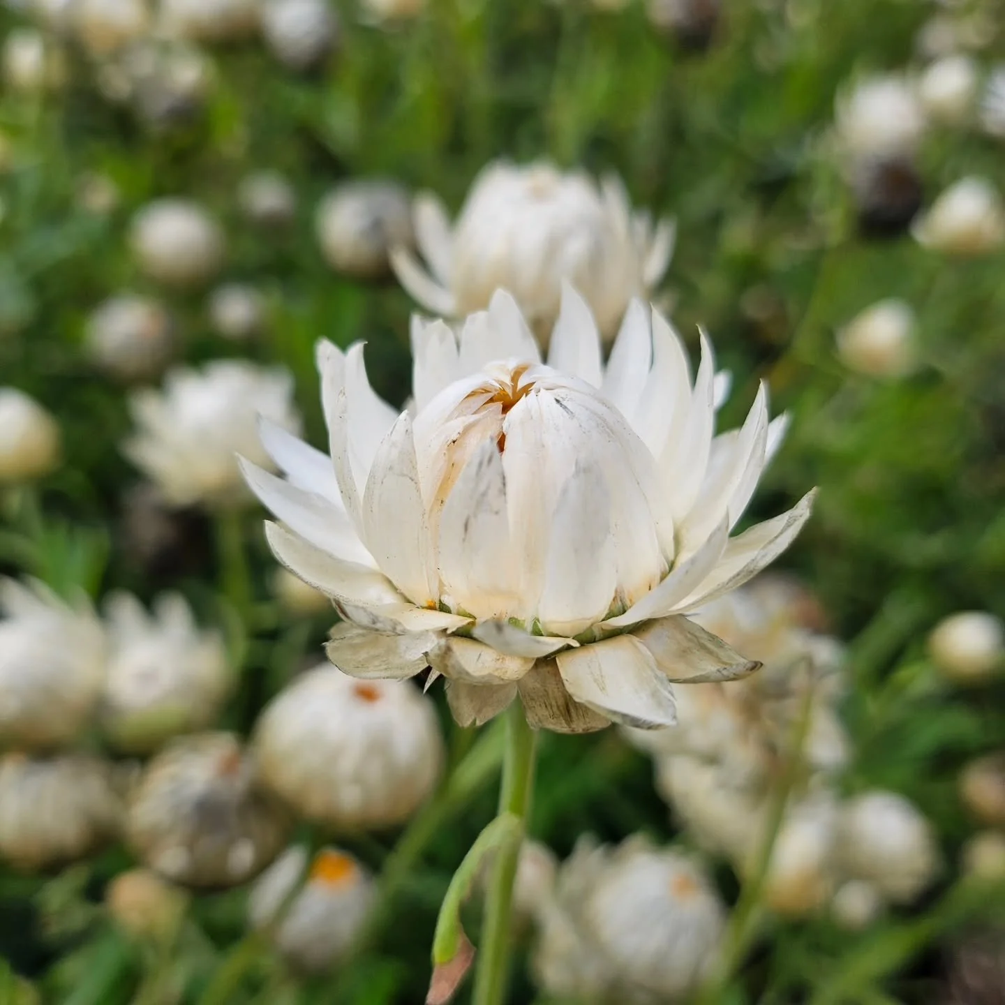 Beautiful Australian Native Flowers to inspire some creative time