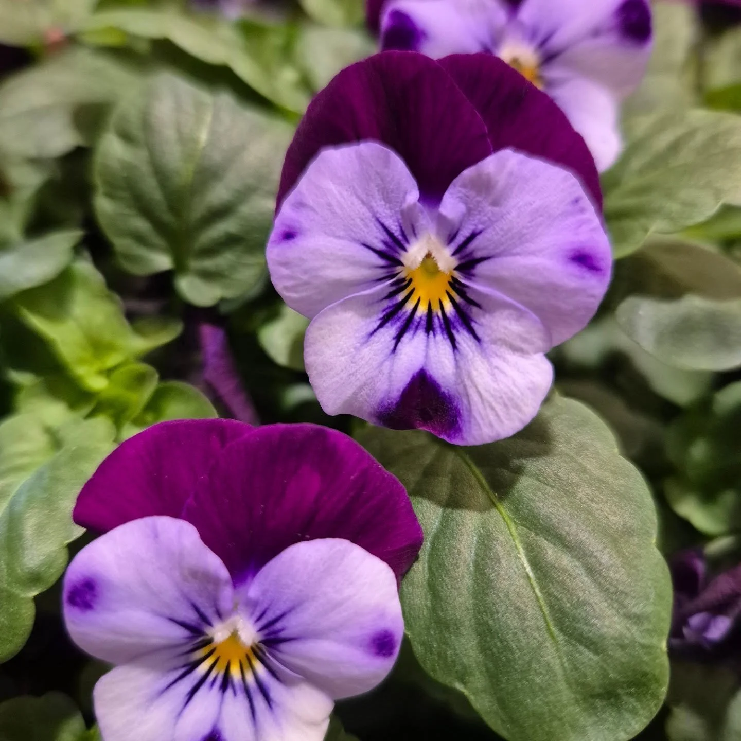 Some gorgeous violets to inspire some watercolour play.