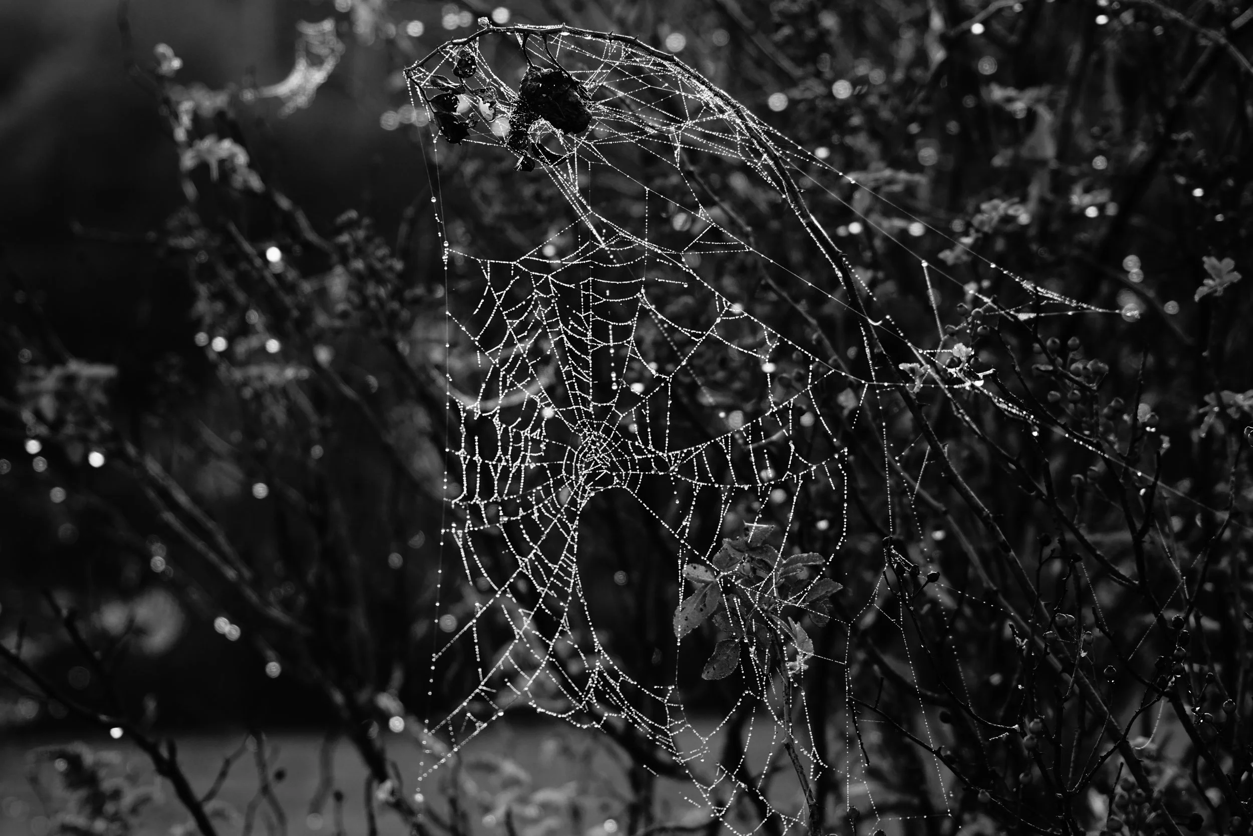 The Physical Exhaustion Initiated