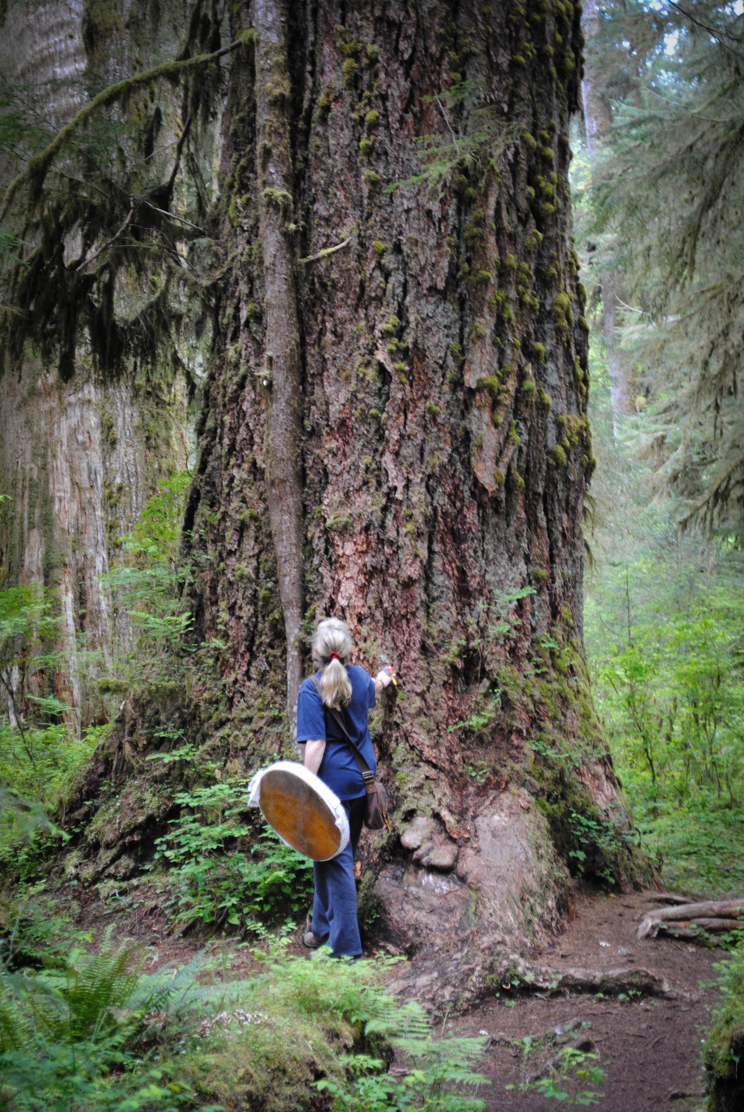 Our family Grancestor's Drum: walking with the Drum deep within the Hoh Rain Forest during the 24-hour Resting Time after Birthing this Drum. This walk was to immerse the Drum in the frequency and communications of this very ancient and powerful Fore