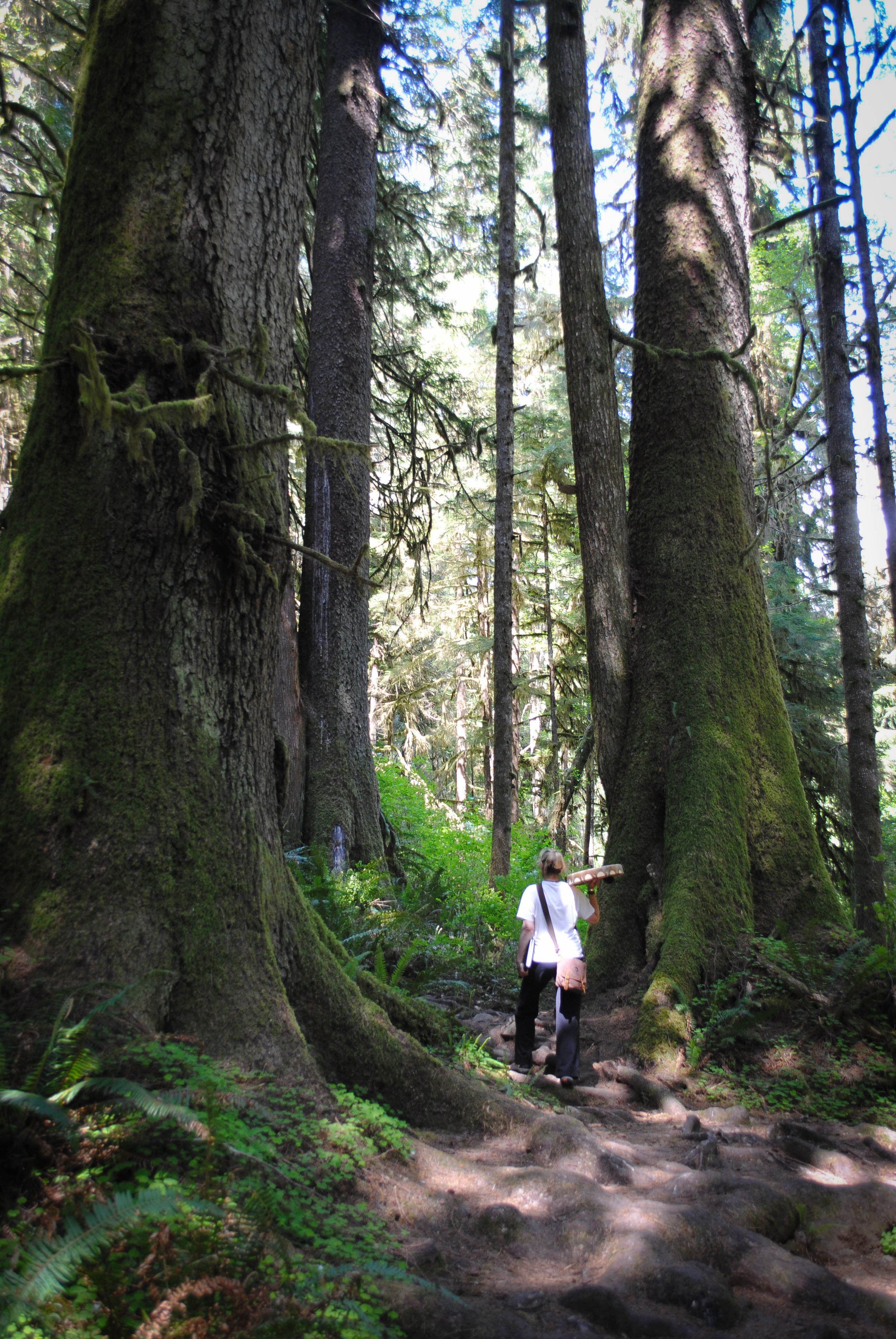 Our family Grancestor’s Drum: Walking through the Ancient Ones, the Old-Growth Western Red Cedars in Washington State, I am on pilgrimage to the top of the mountain to perform an Awakening Ceremony for this Drum.