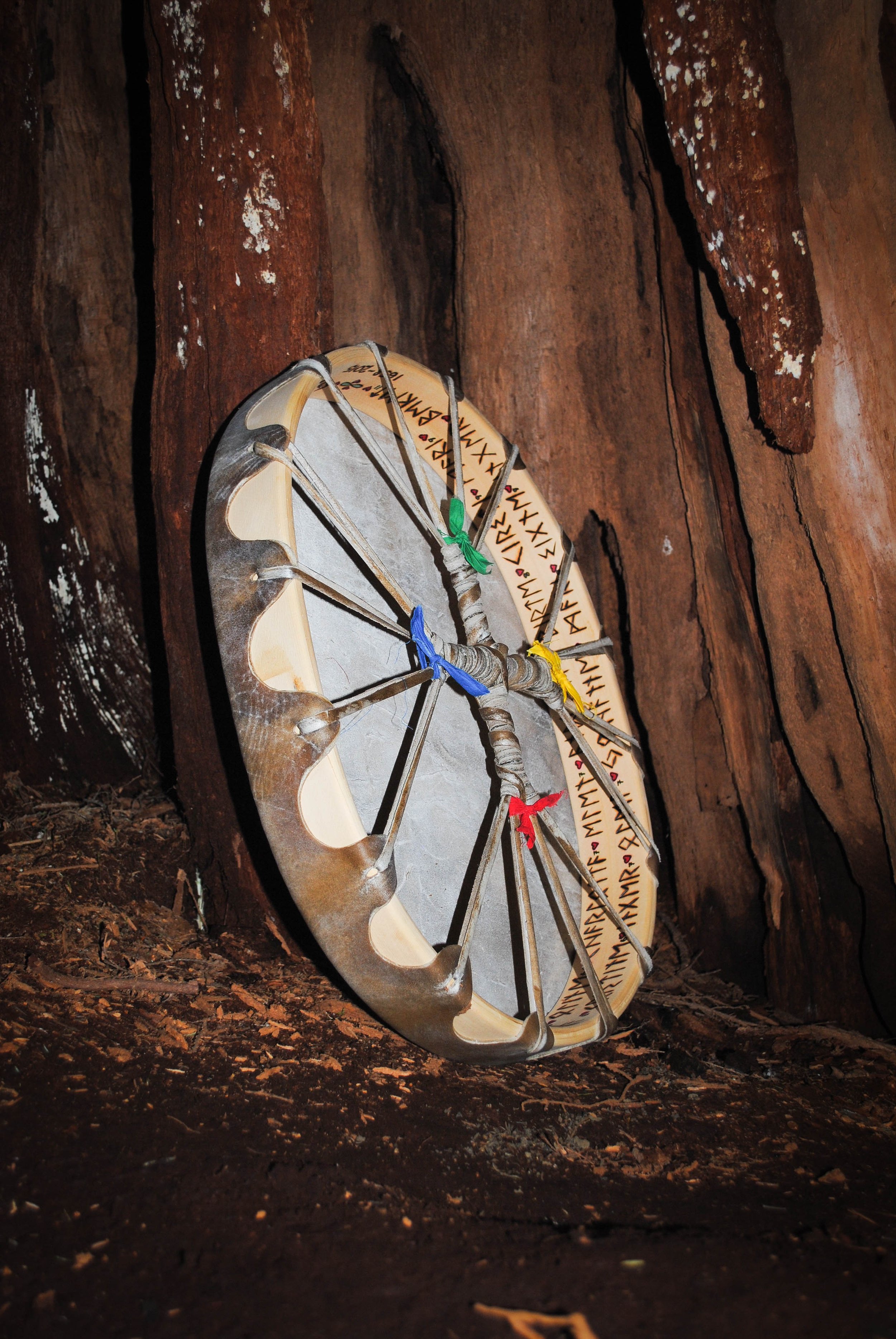 Our family Grancestor’s Drum: The newly Birthed Drum resting inside the Awakening Tree, a massive Old-Growth Western Red Cedar who was more than 1,000 years old, and hollow inside. She was so big, there were three rooms within her belly, and could fi
