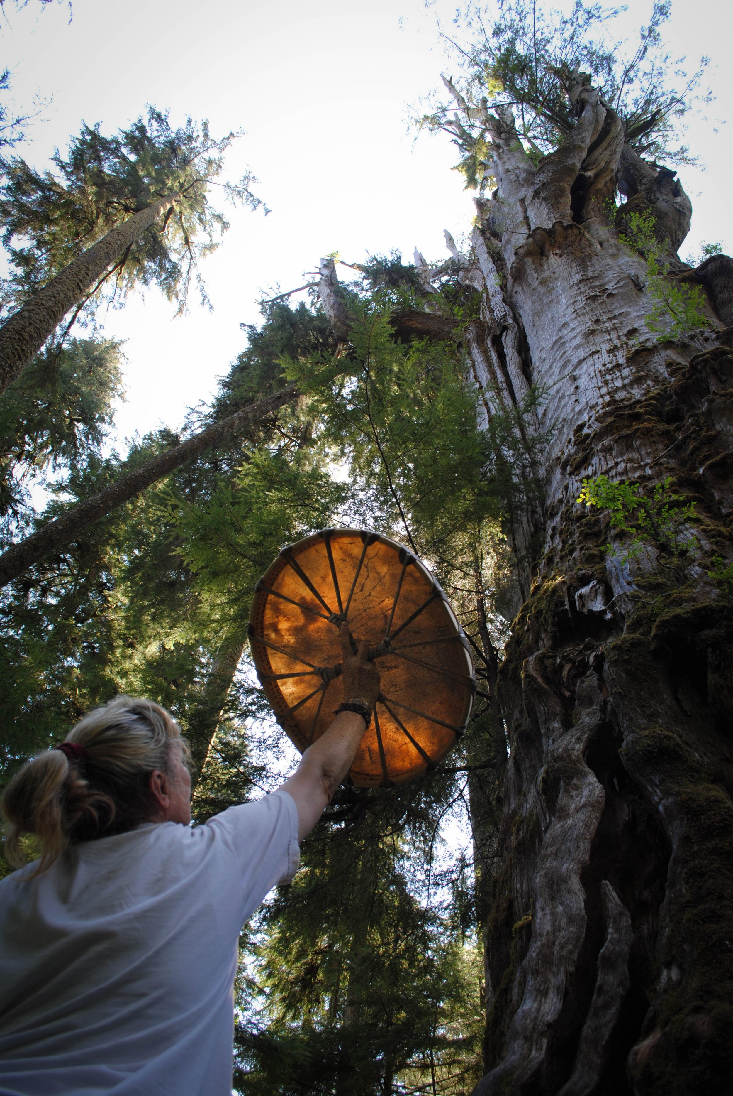 Our family Grancestor’s Drum: Offering the energy of the newly Birthed Drum to Great GrandMother Cedar, the oldest living Western Red Cedar in the world, whose Presence still stands in the Hoh RainForest in Washington State.