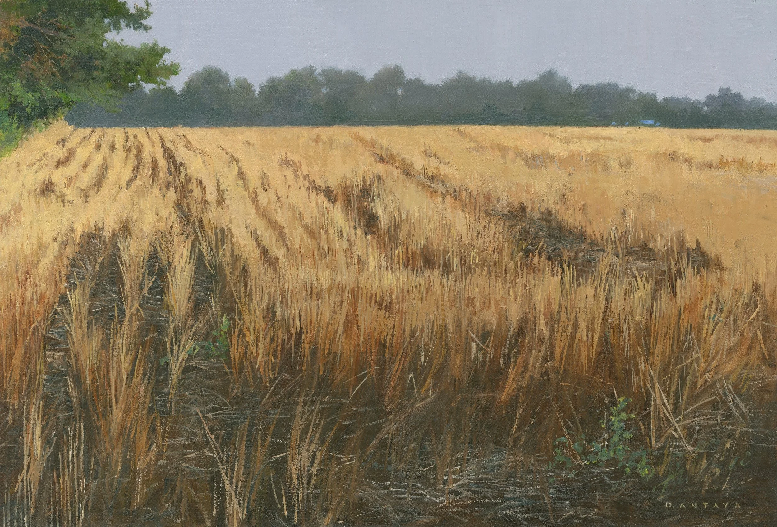 Antaya_Late+Days+Wandering_Oilonlinen (1).jpg