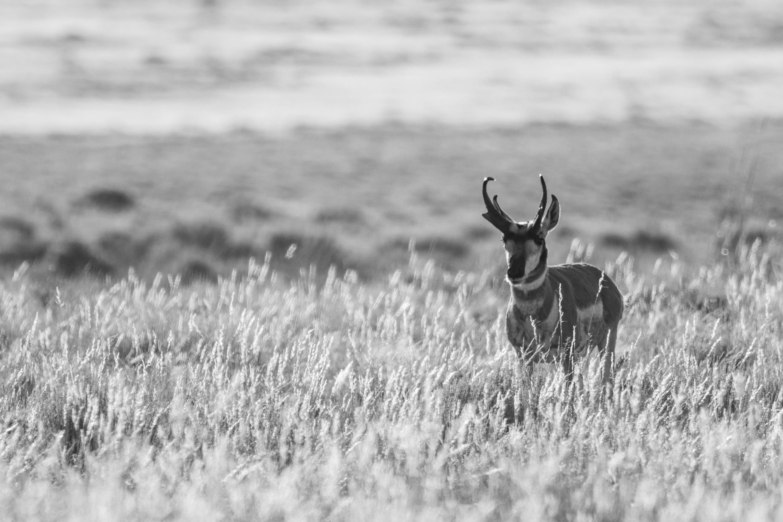 DSC_4686.jpg