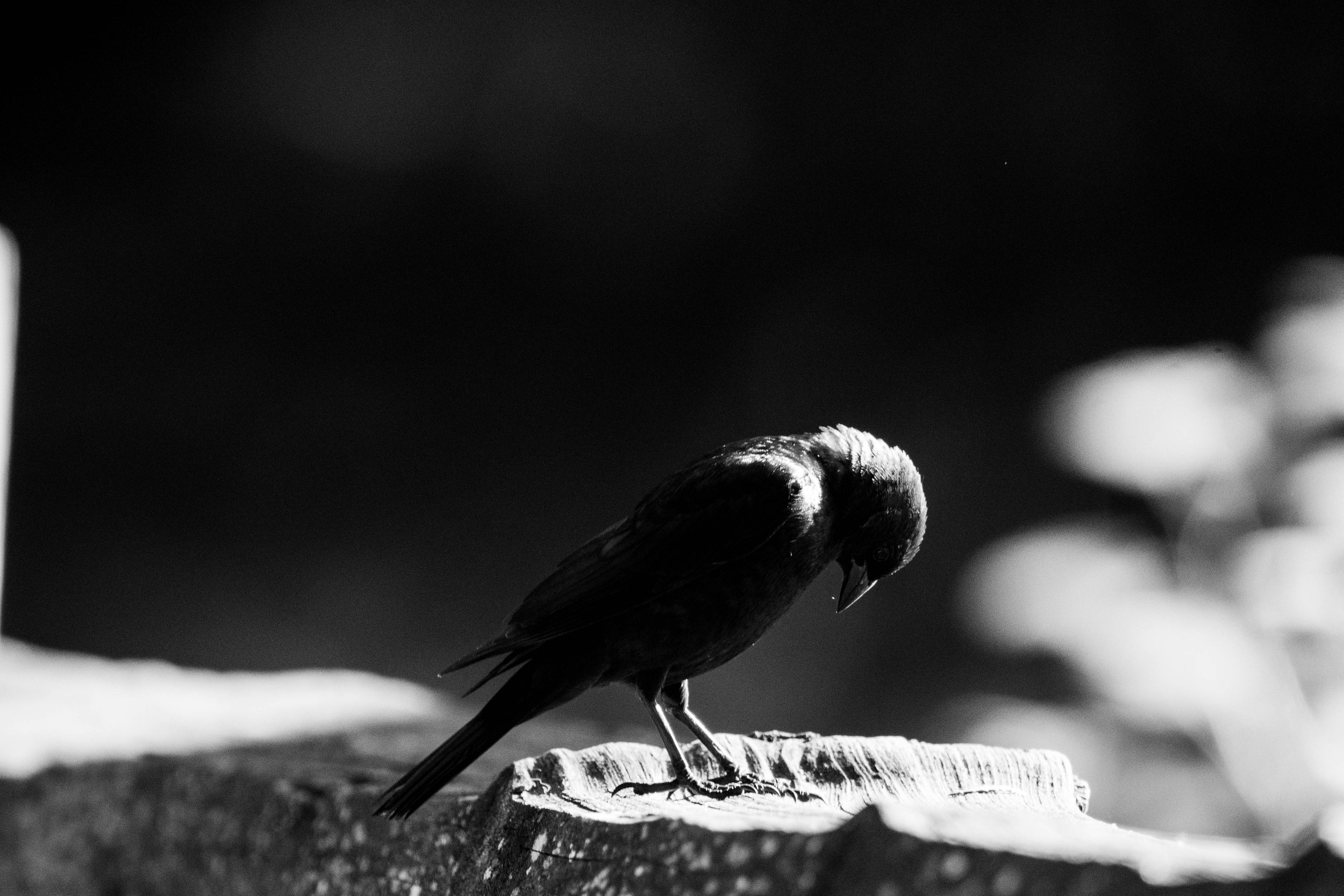 DSC_6744.jpg
